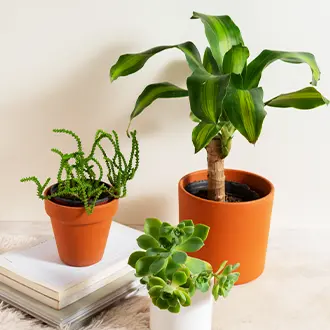 Plants delivery in UAE