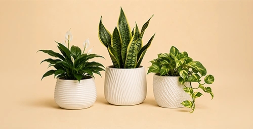 Plants delivery in UAE
