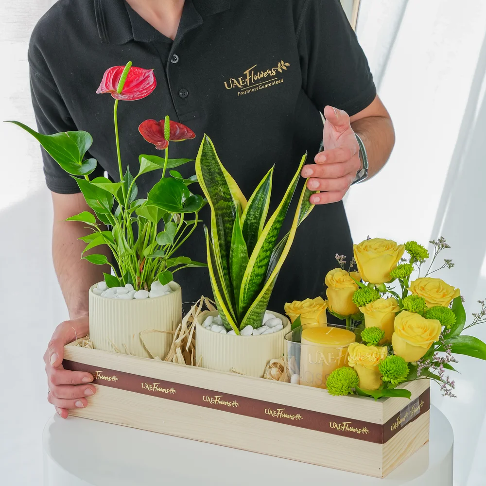 A wooden tray arrangement of 7 yellow roses, green button chrysanthemums, Yellow Scented Candle in a Vase, Anthurium Plant in Pot, Snake plant in a pot.