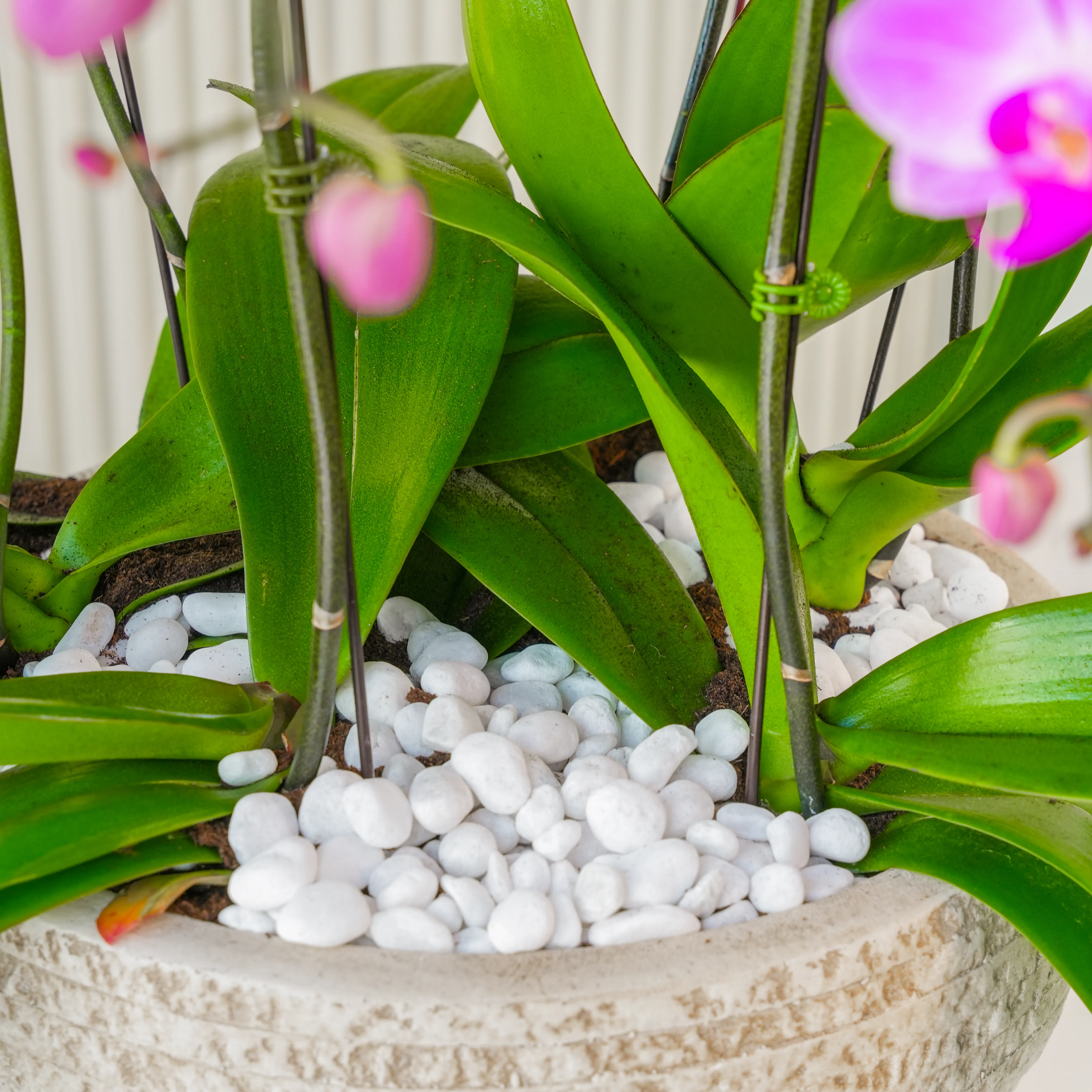2 Pink, 2 Dark Pink & 2 White Phalaenopsis Plants in a pot.