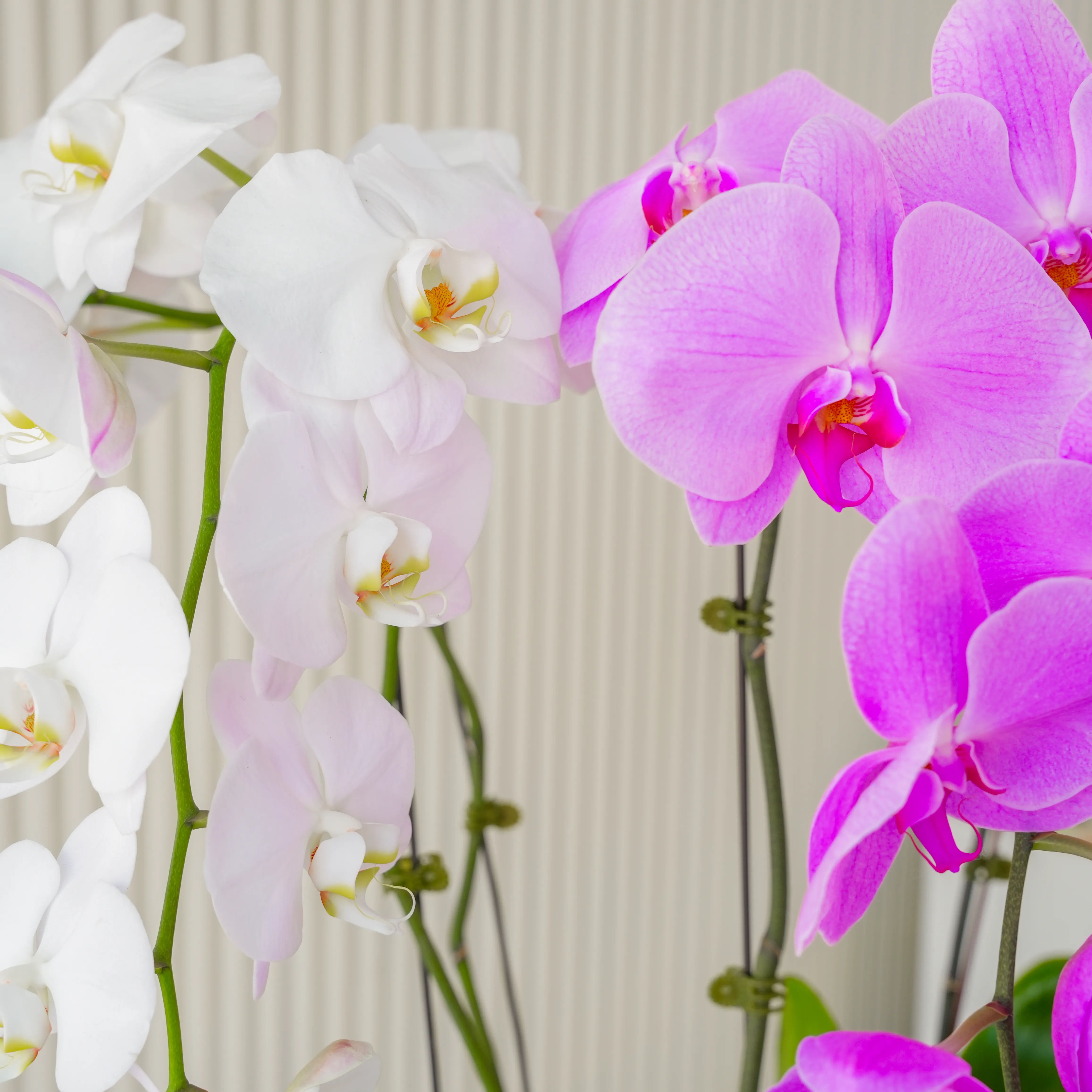 2 Pink, 2 Dark Pink & 2 White Phalaenopsis Plants in a pot.