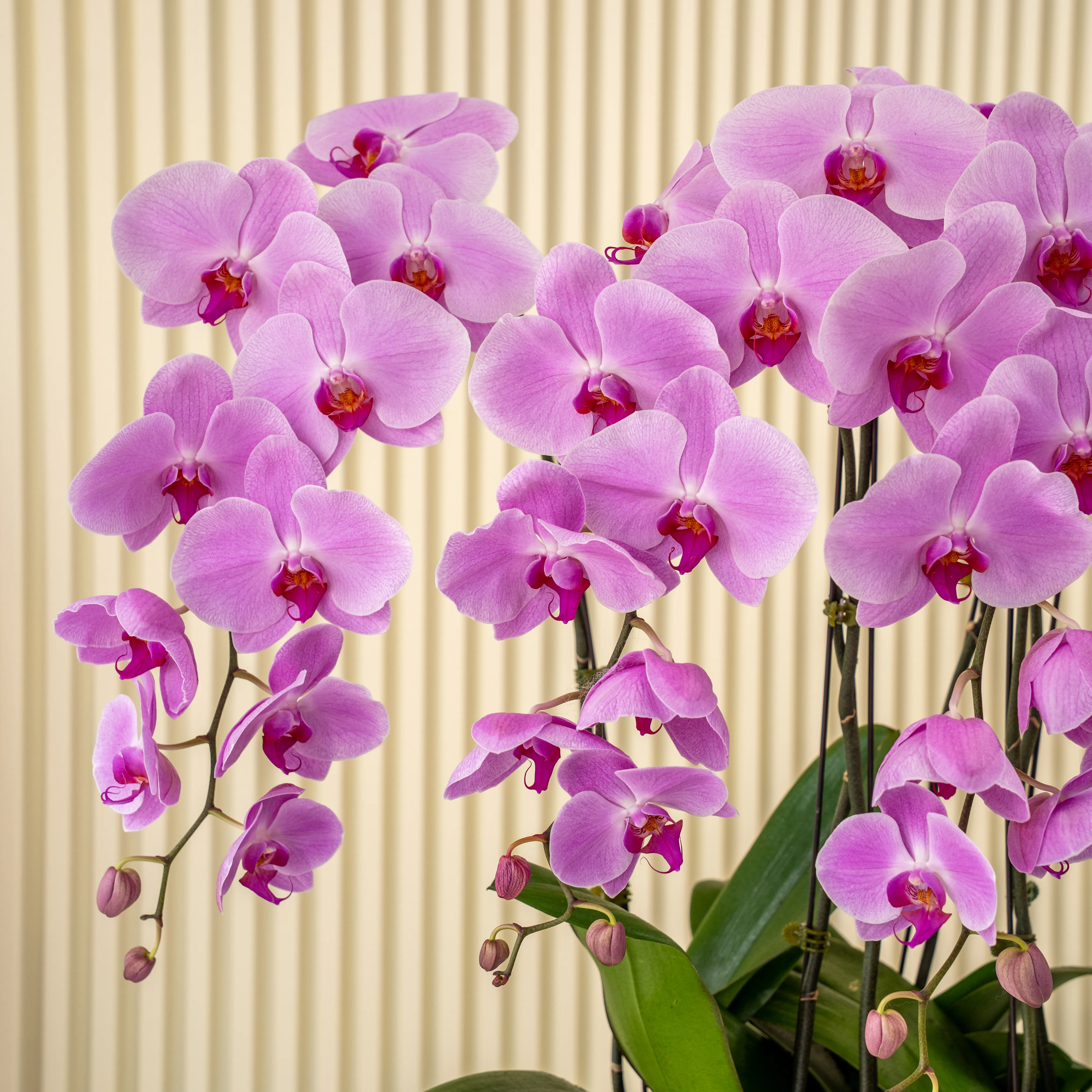 6 Pink Phalaenopsis Plant