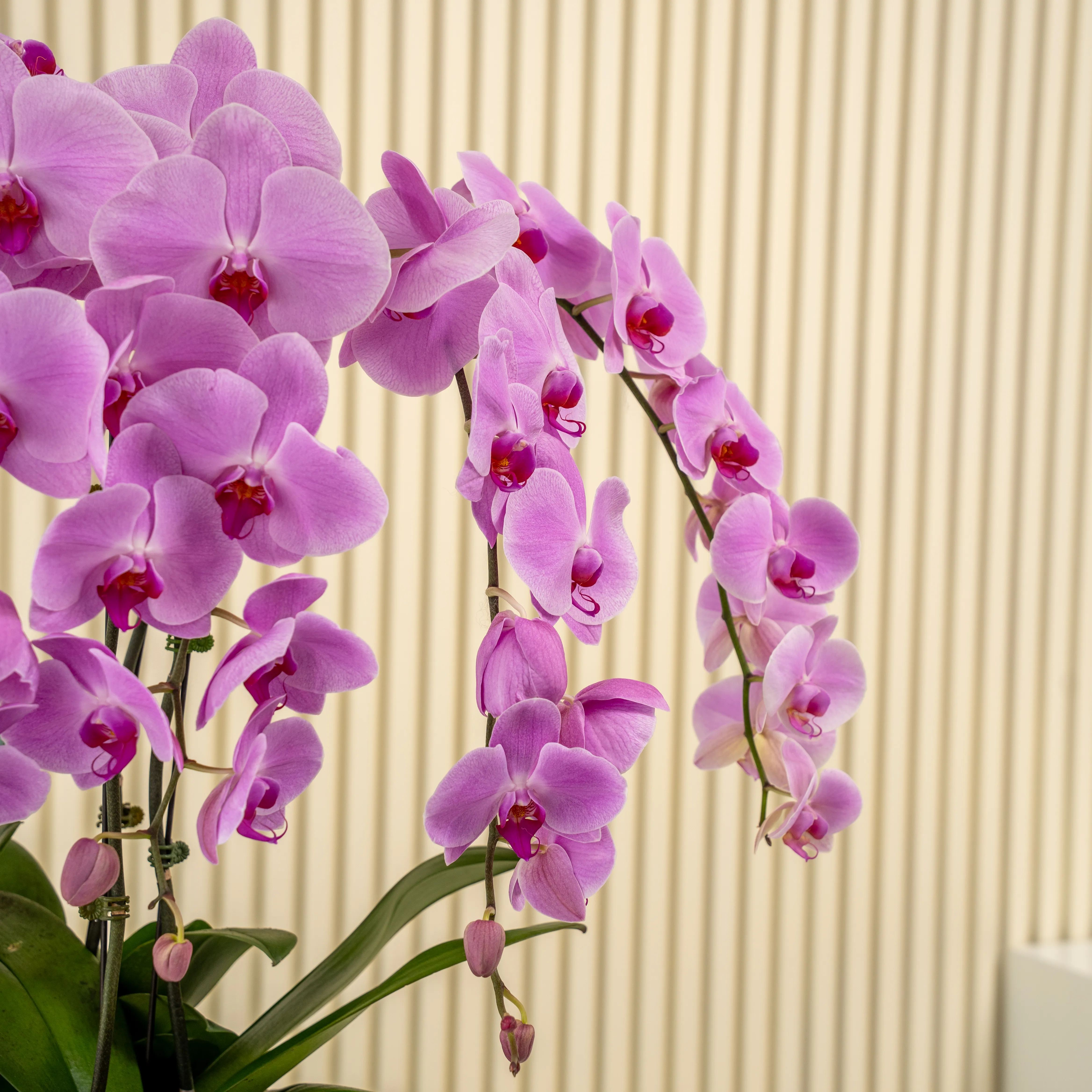 6 Pink Phalaenopsis Plant