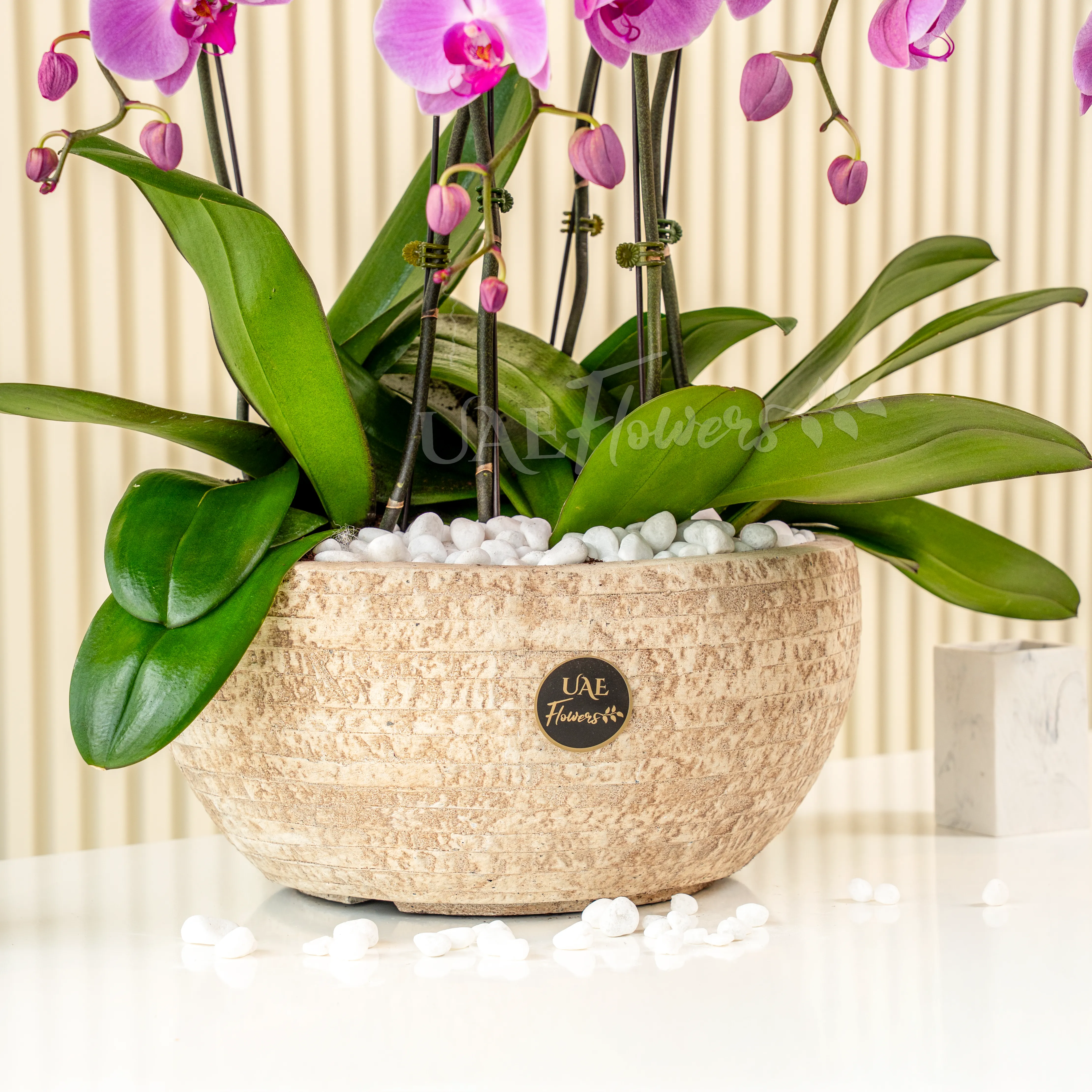 6 Pink Phalaenopsis Plant