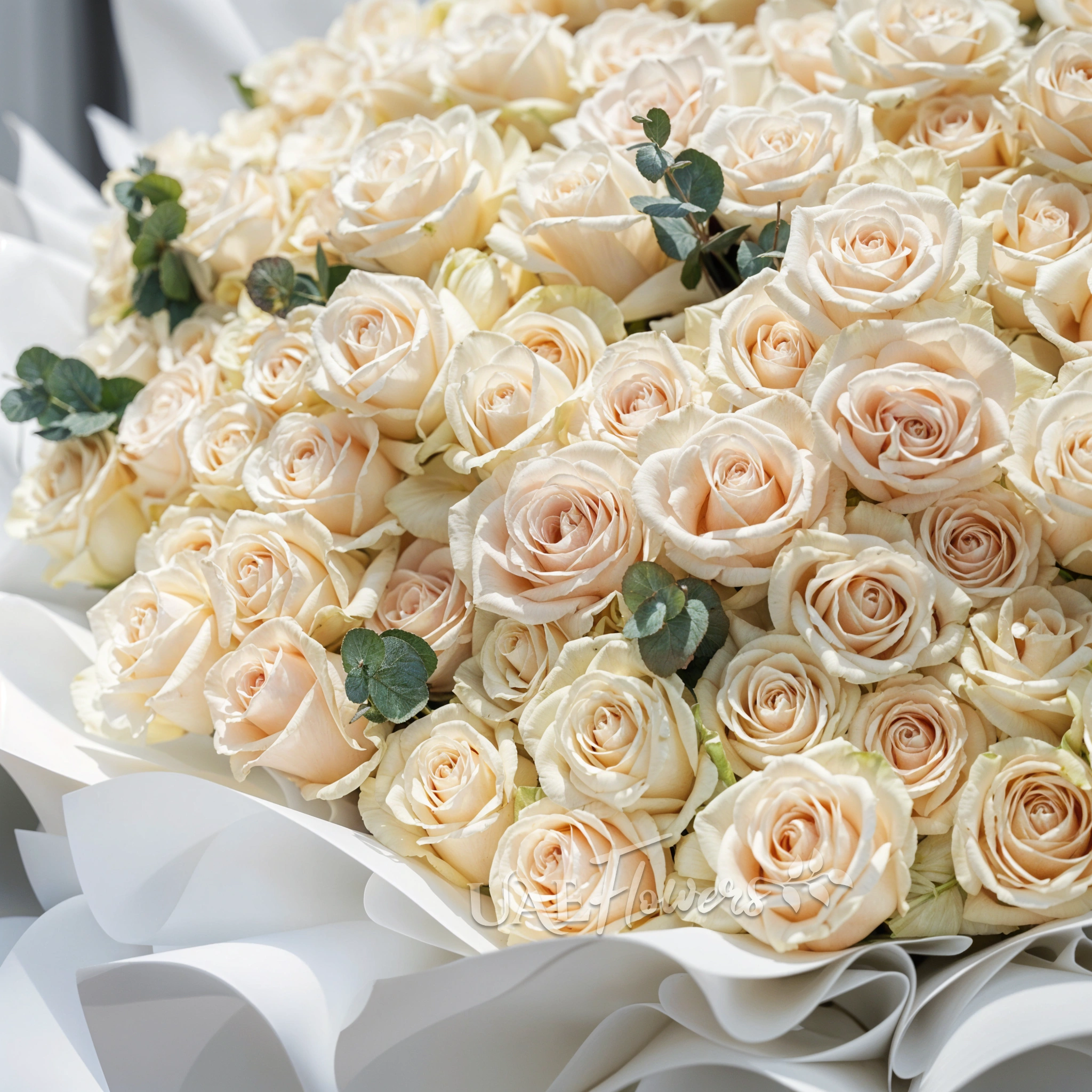 Grand bouquet of 200 cream roses with greens in nice wrapping.