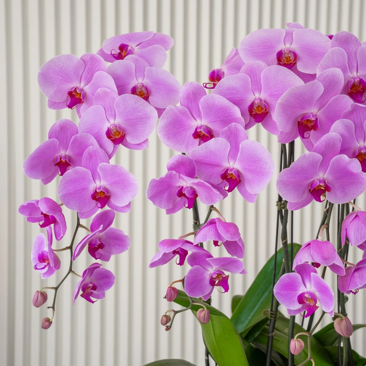 8 Royal Orchid Elegance