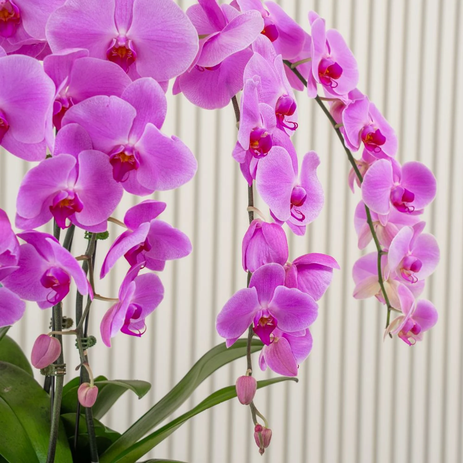 8 Royal Orchid Elegance