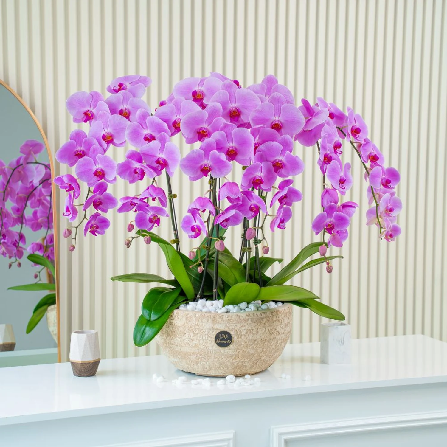 8 Royal Orchid Elegance