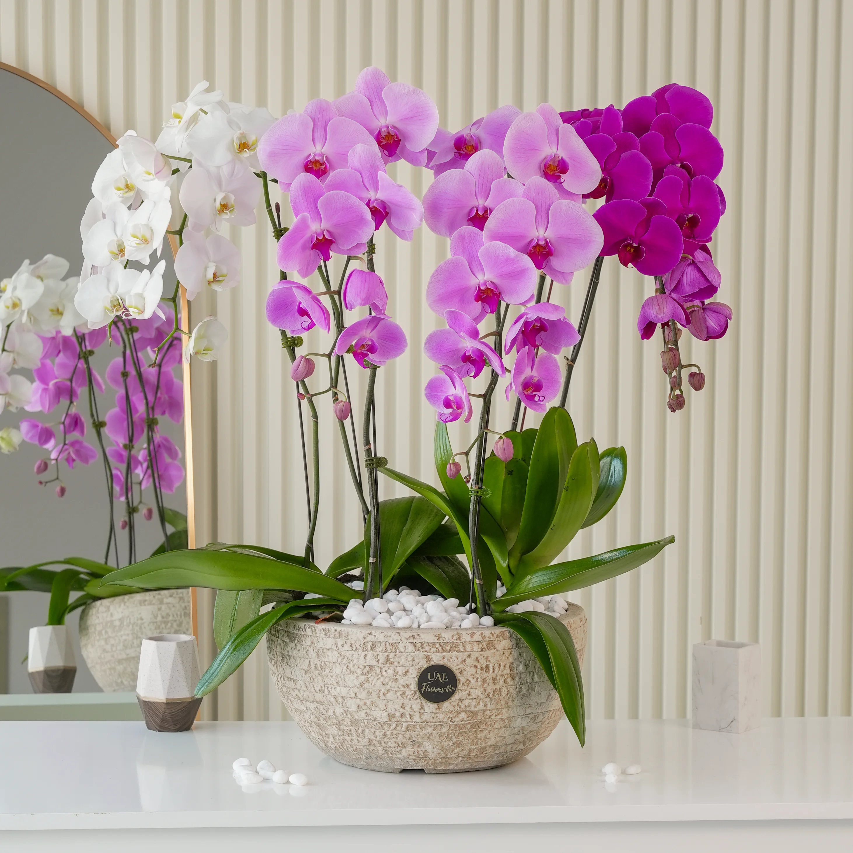 6 Majestic Phalaenopsis Orchid Arrangement