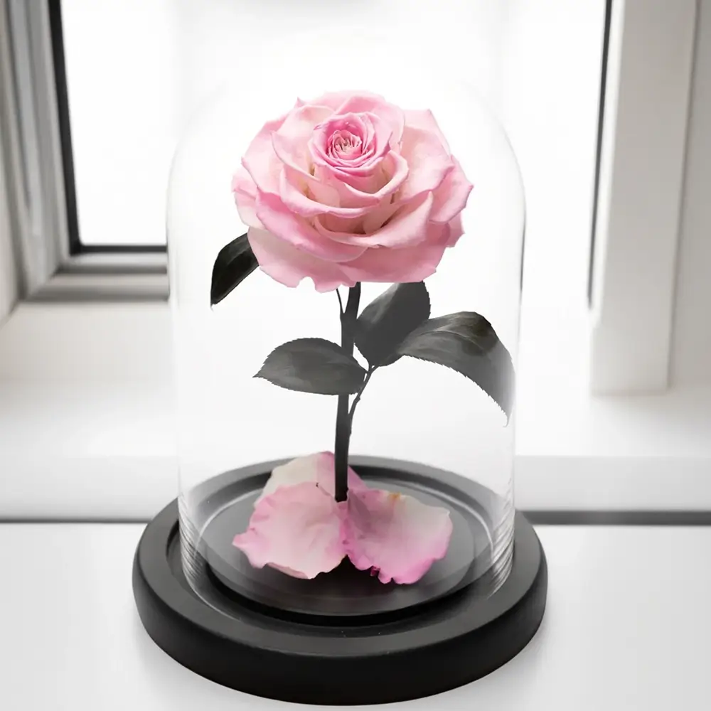 pink forever rose in a glass box