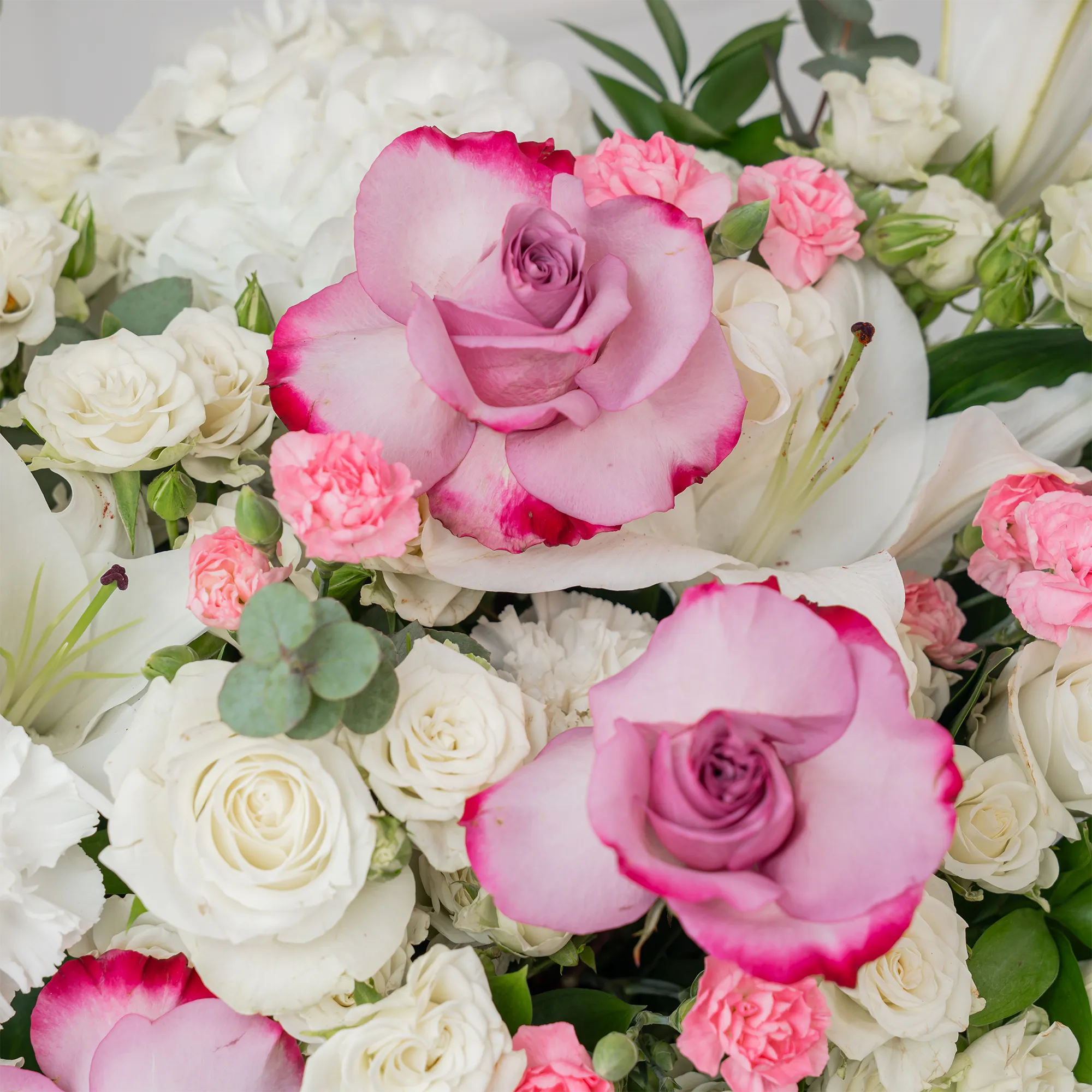 Arrangement of 5 white lilies, 15 purple roses, 15 white roses, 10 white carnations, 10 pink carnations, 10 white spray roses and 2 white hydrangeas with green fillers in a long black box.