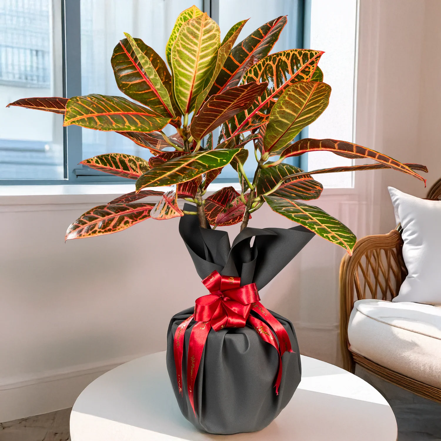 Green, red, orange and yellow colorful croton plant in a black pot