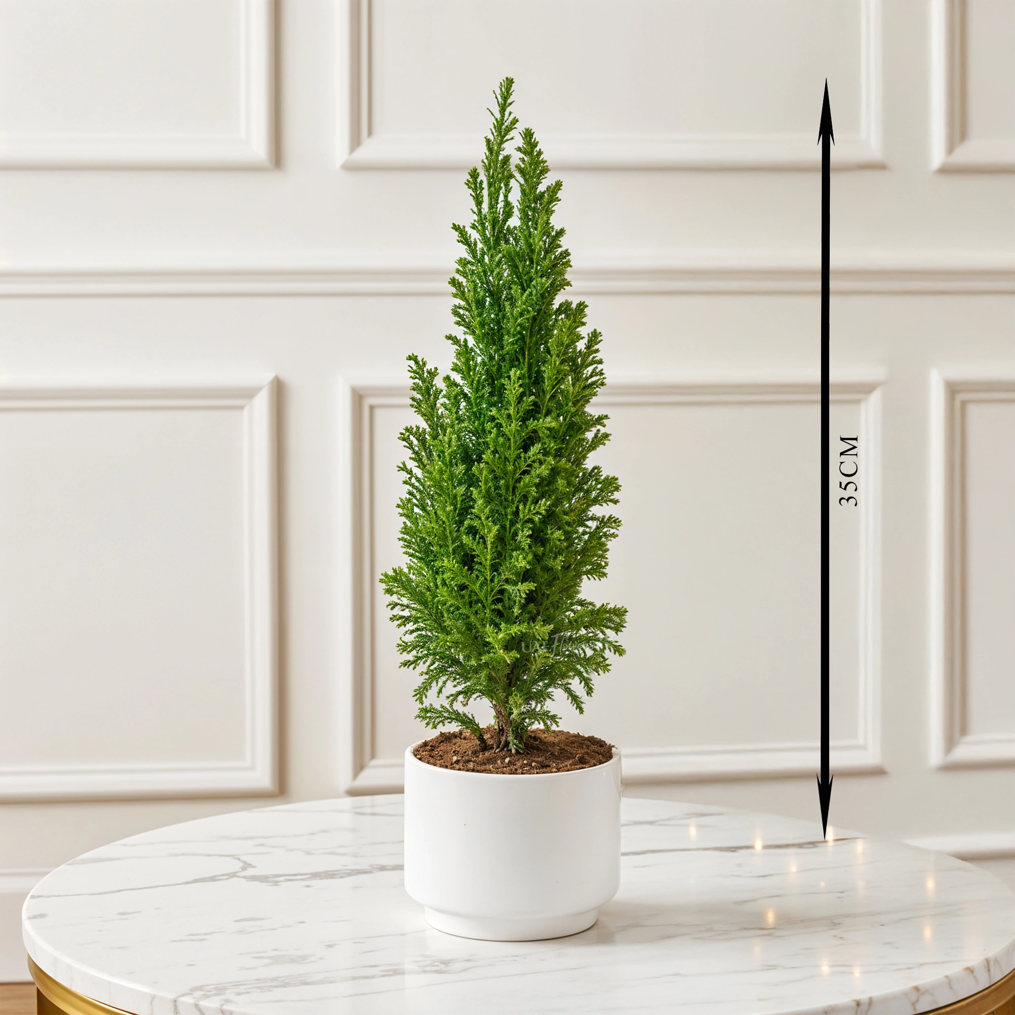 micro evergreen Christmas tree in a white pot