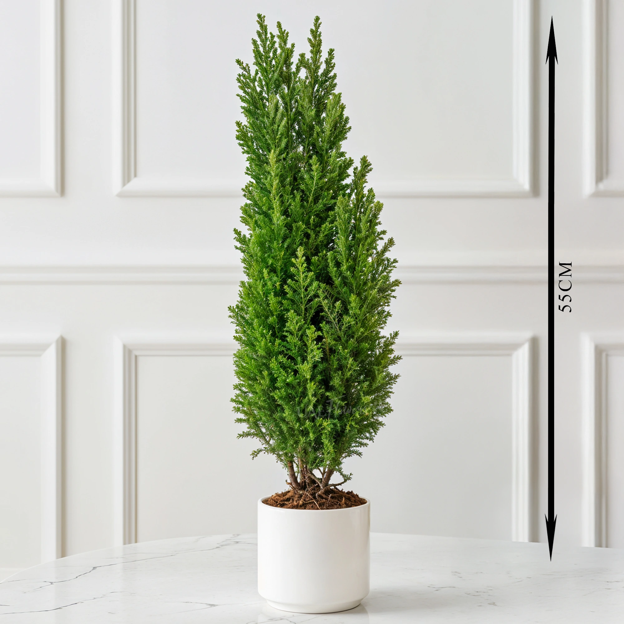 Mini Christmas tree plant in a pot