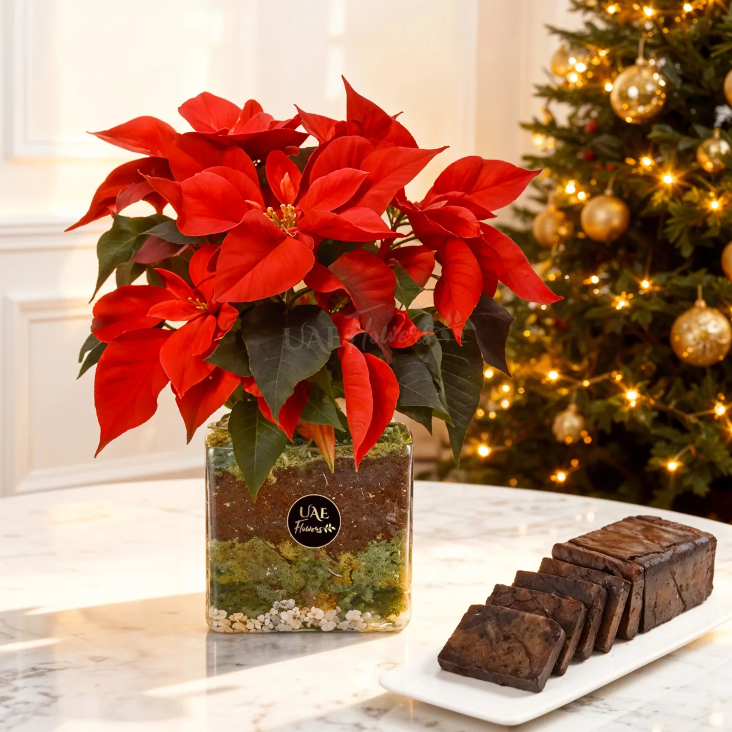 poinsettia plant in a vase & plum cake
