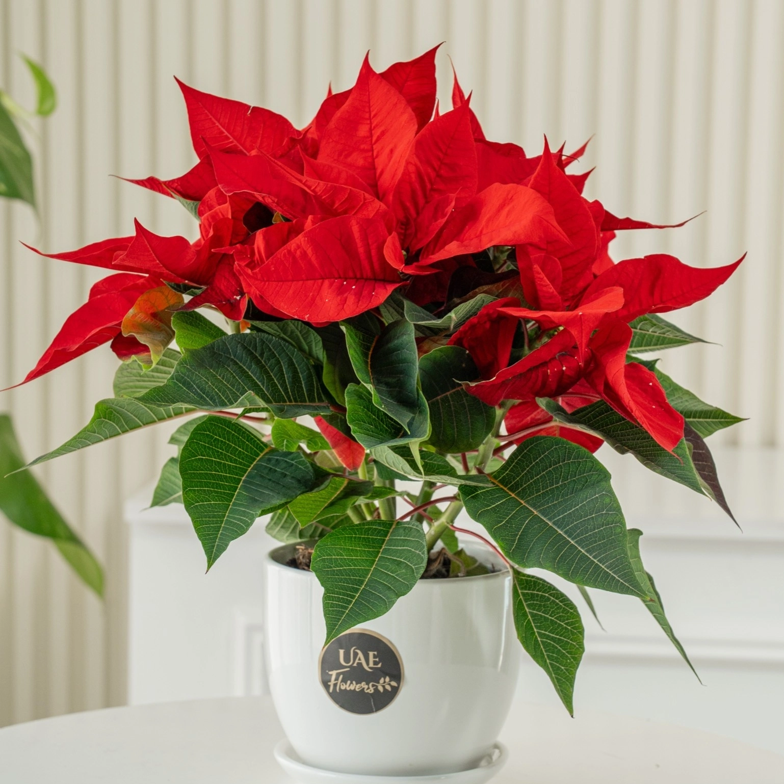 A poinsettia with pine cone and a red decorative flower in a white pot