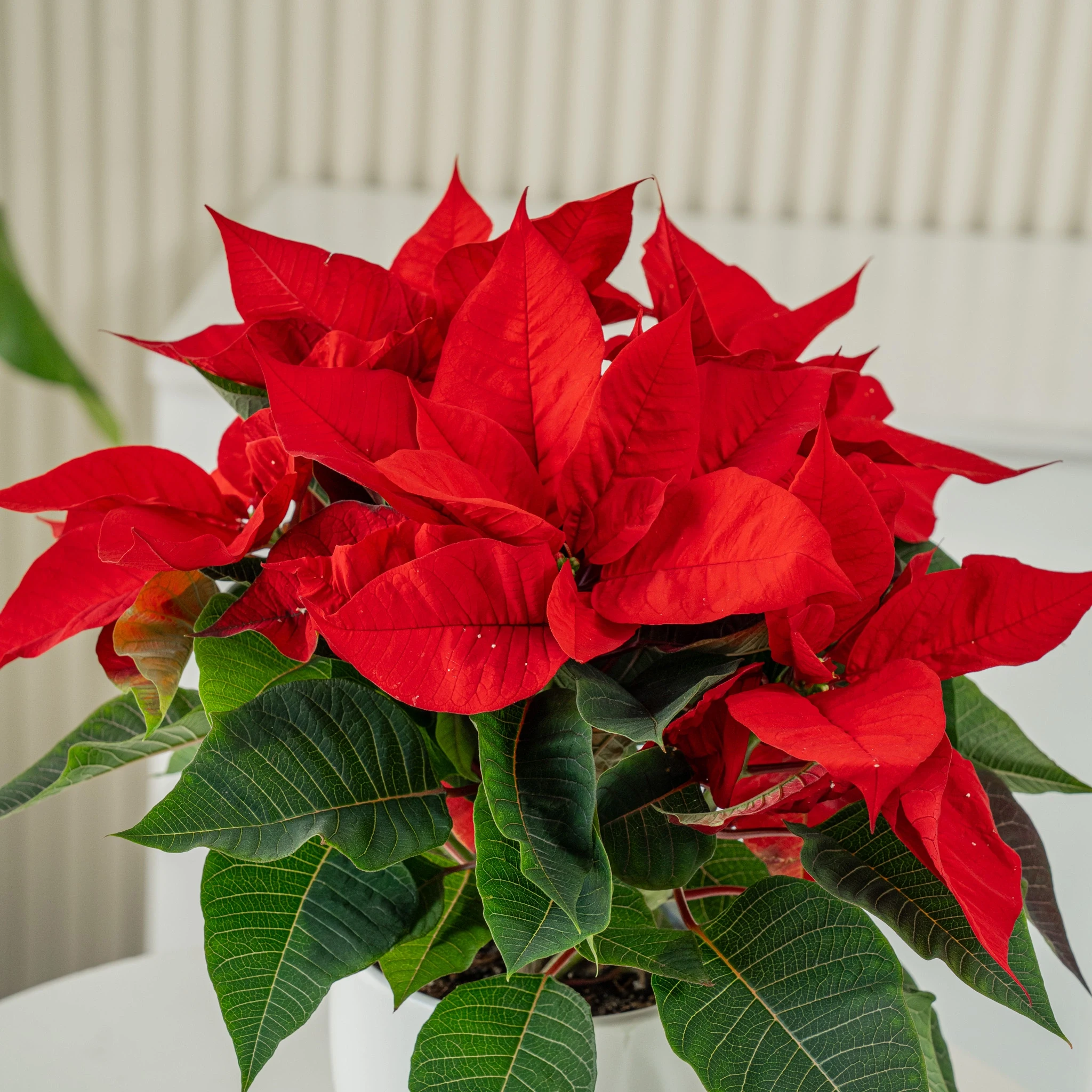 A poinsettia with pine cone and a red decorative flower in a white pot
