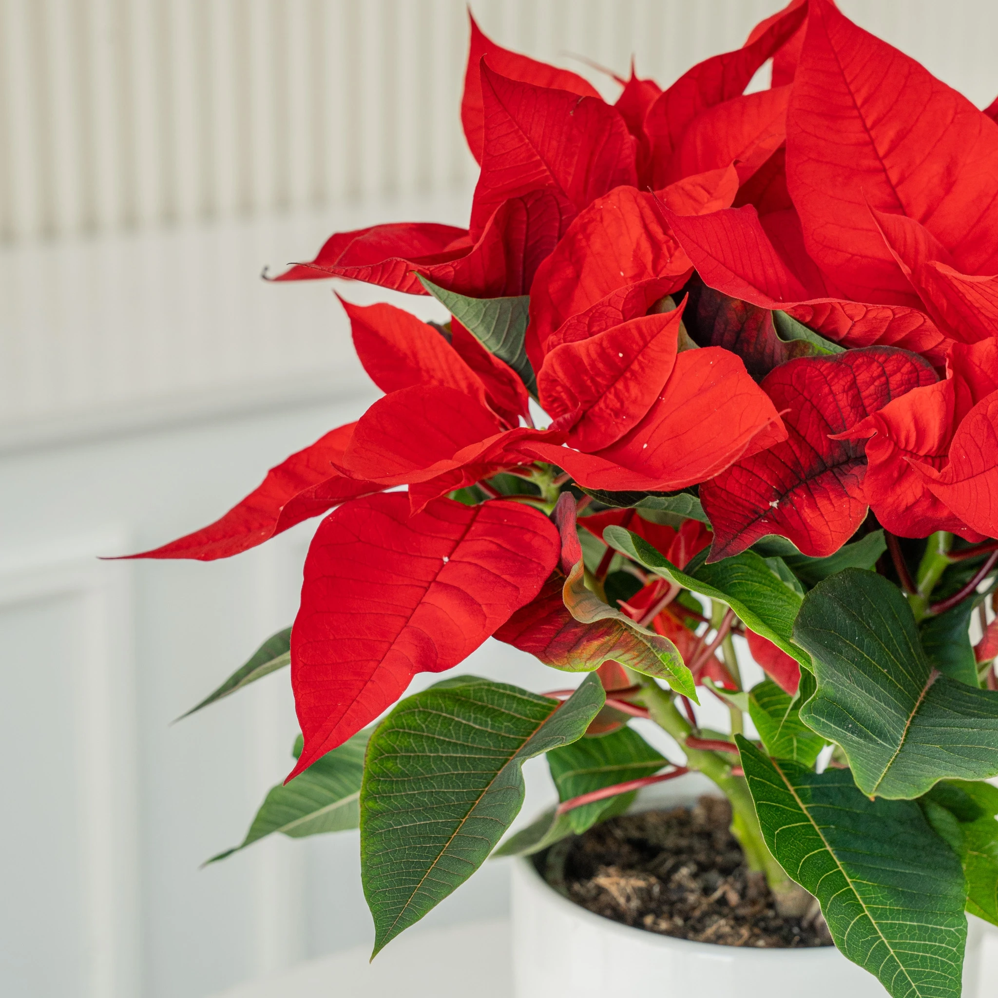 A poinsettia with pine cone and a red decorative flower in a white pot