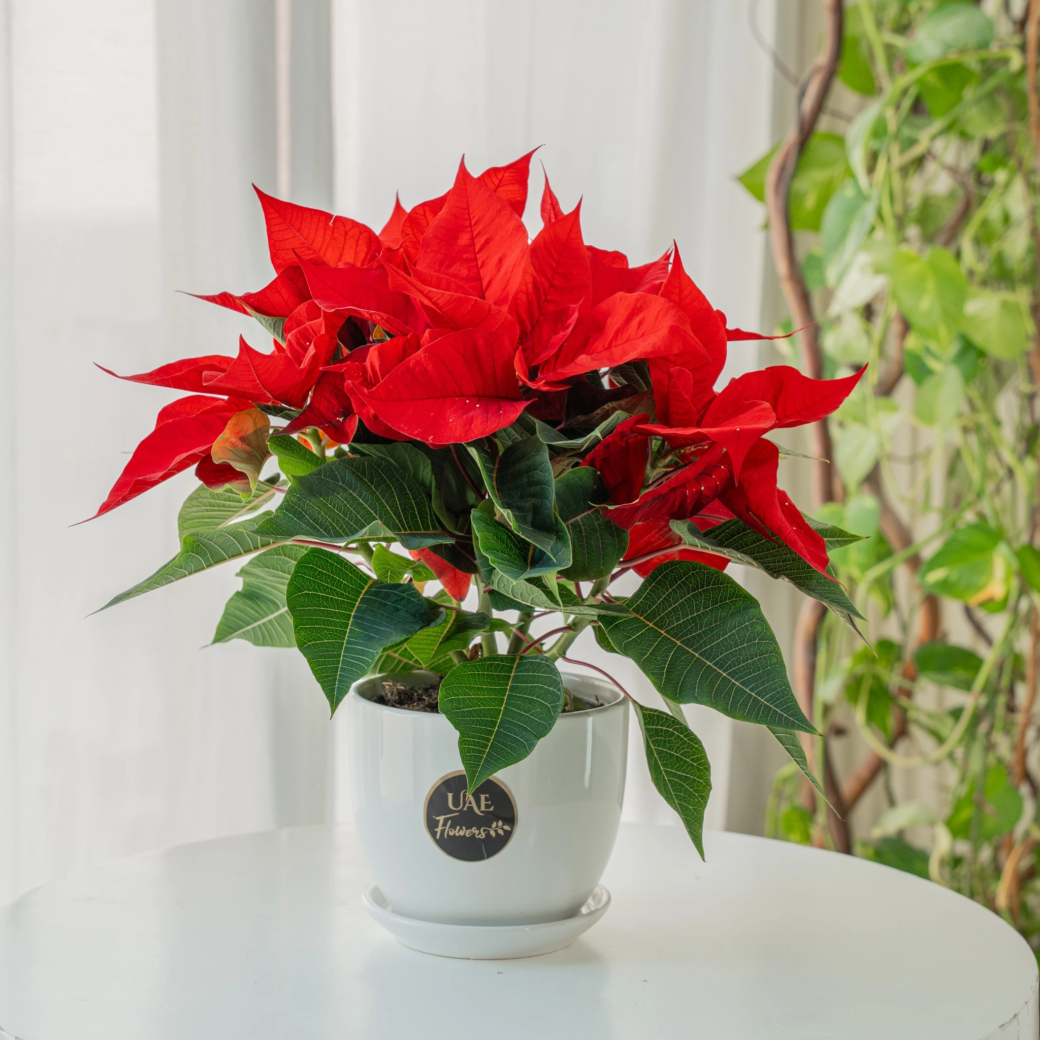 A poinsettia with pine cone and a red decorative flower in a white pot