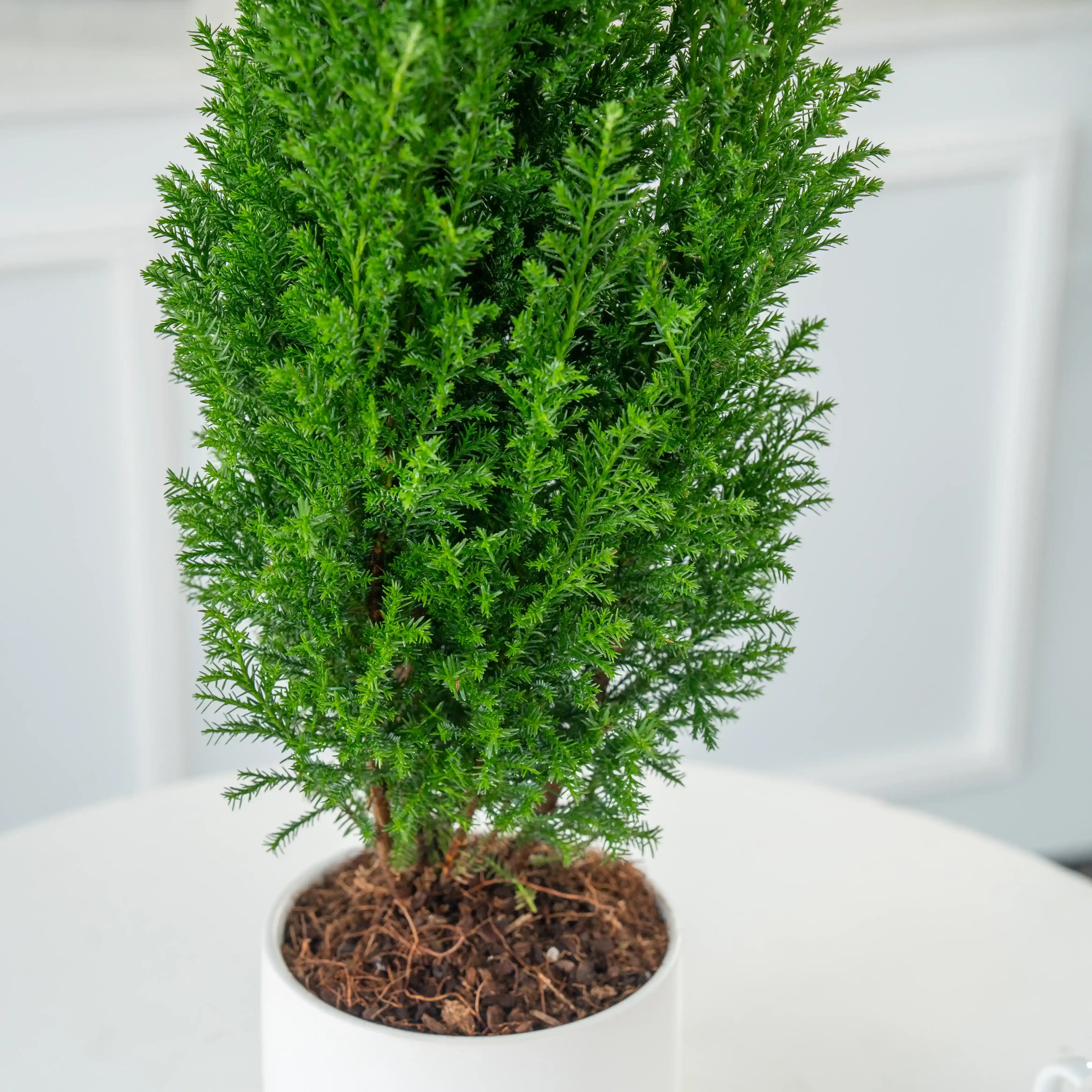 micro evergreen Christmas tree in a white pot