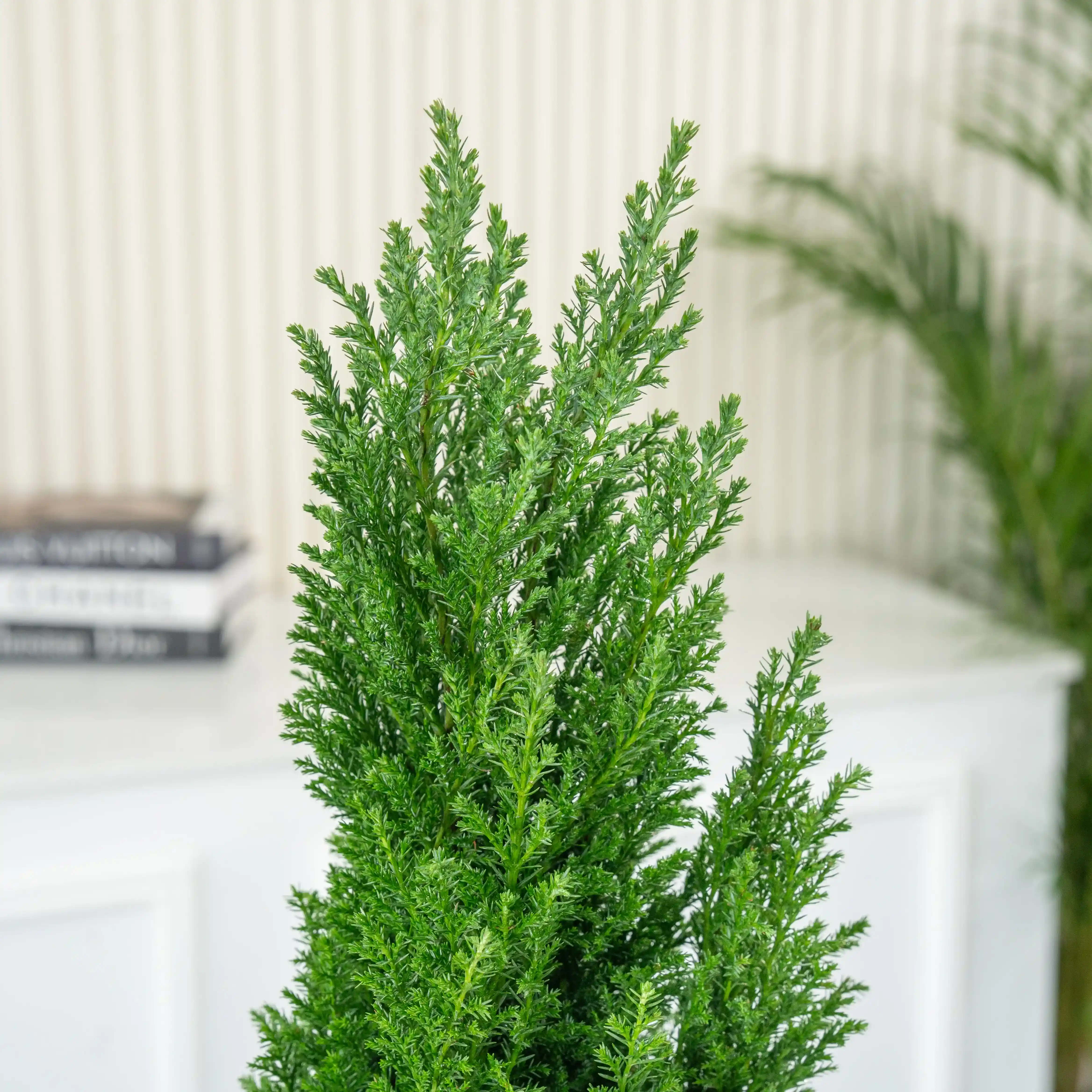 micro evergreen Christmas tree in a white pot