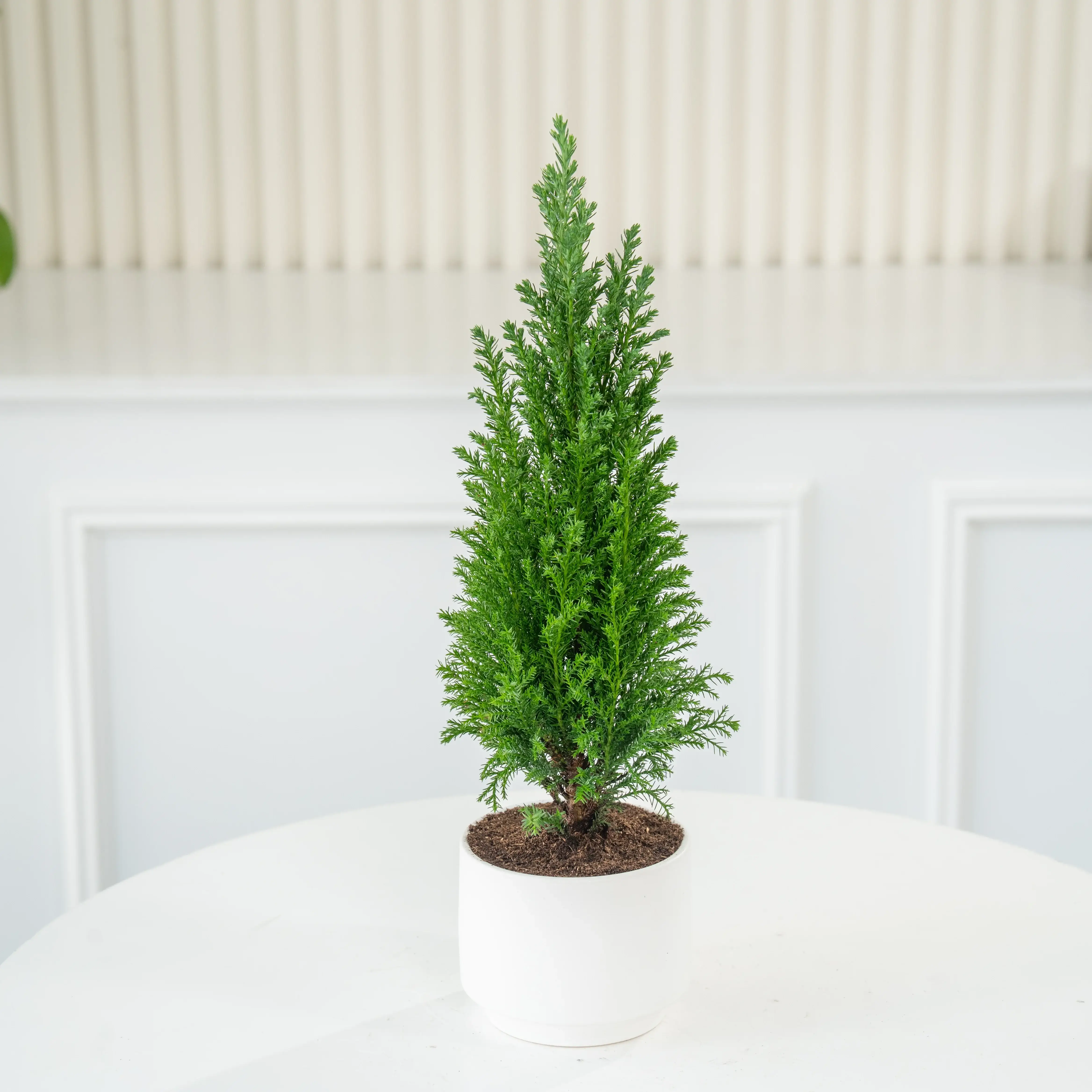 micro evergreen Christmas tree in a white pot
