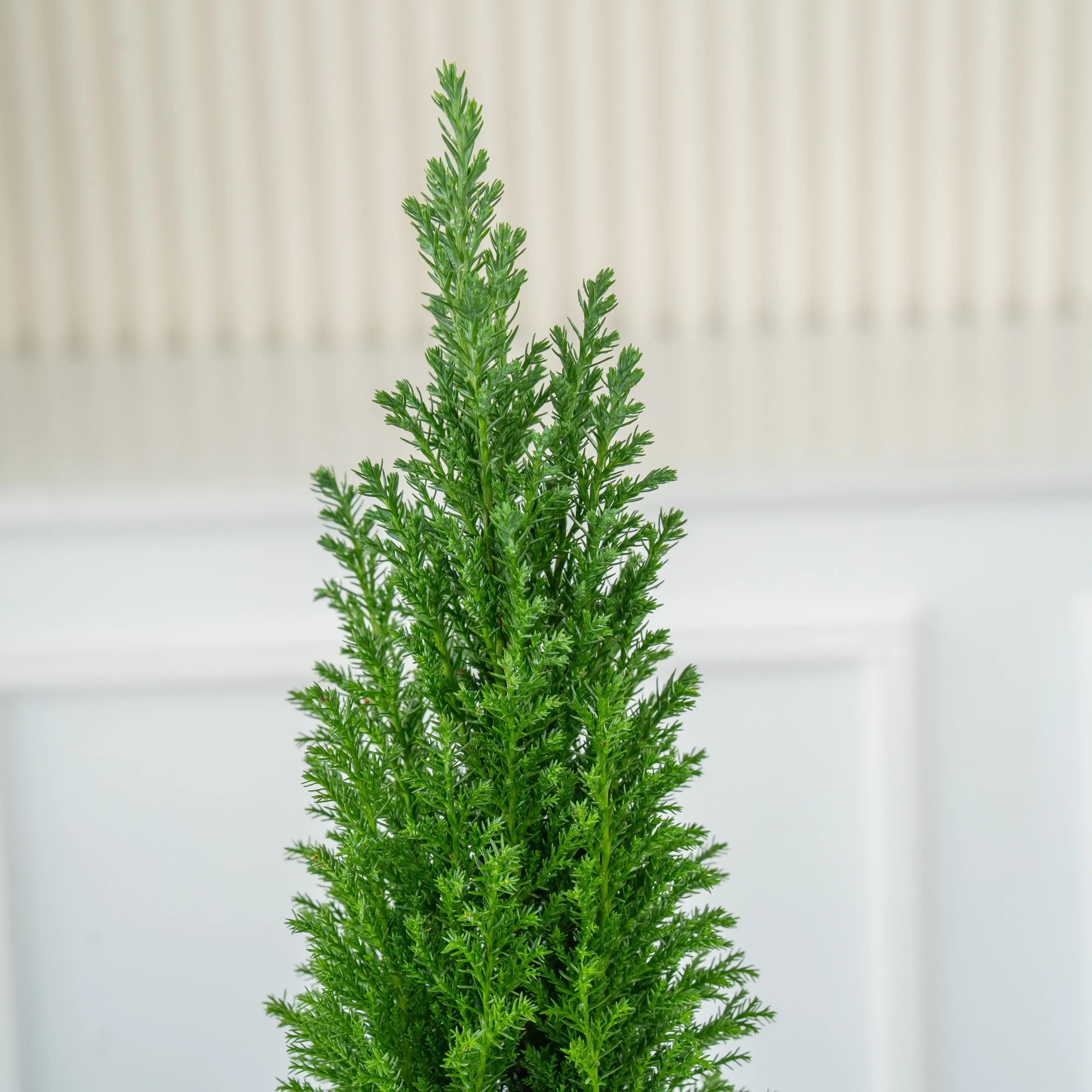 Mini Christmas tree plant in a pot