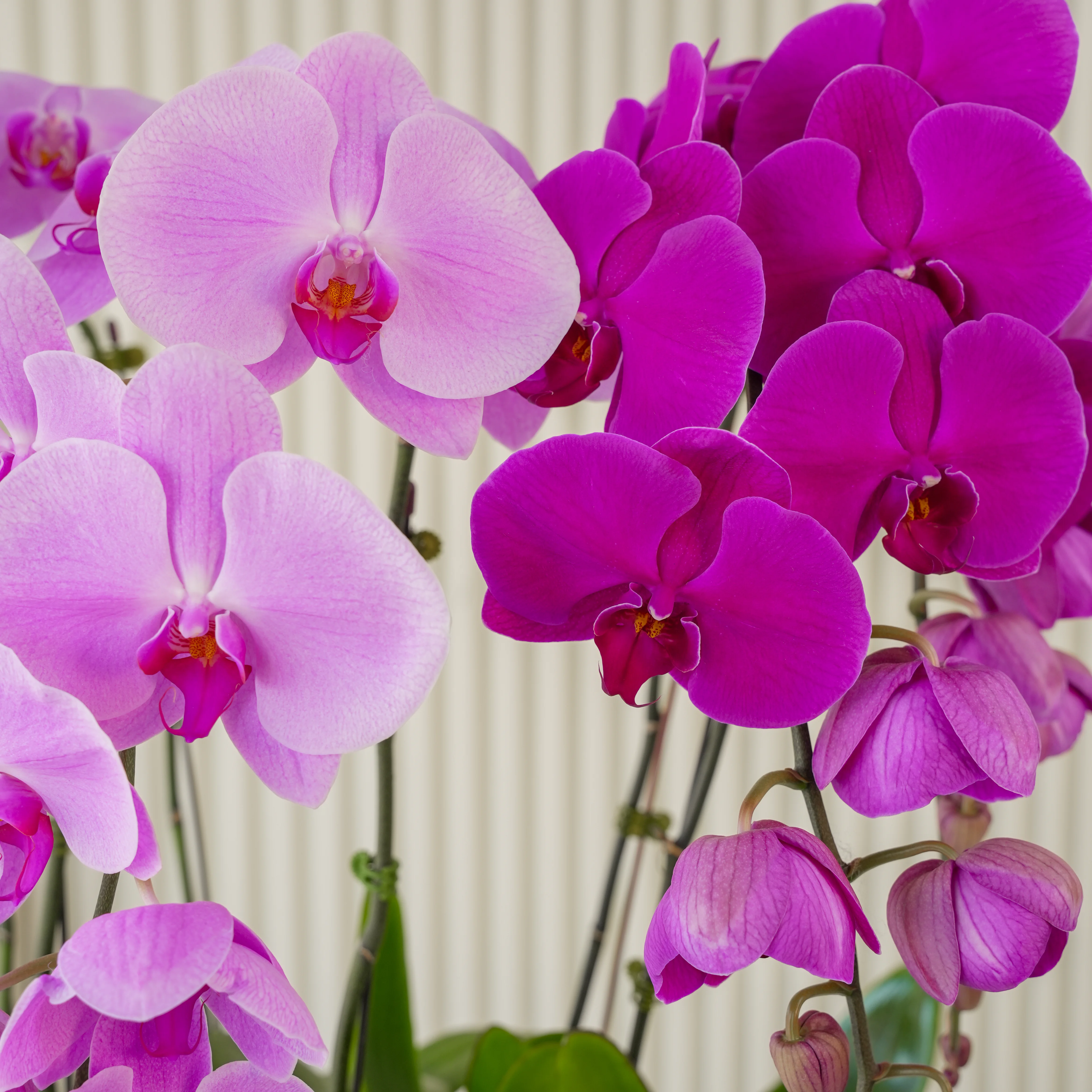 6 Majestic Phalaenopsis Orchid Arrangement