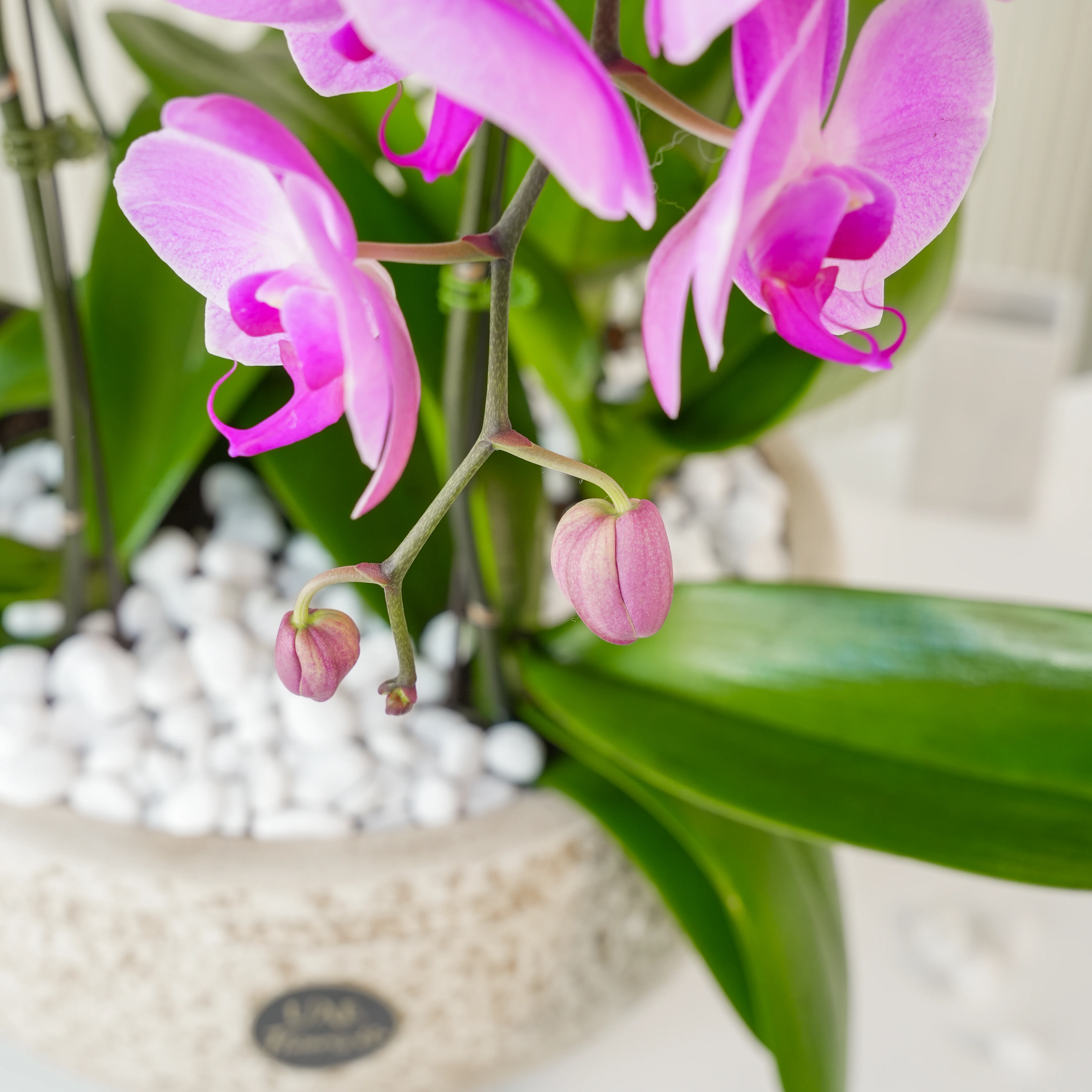 6 Majestic Phalaenopsis Orchid Arrangement