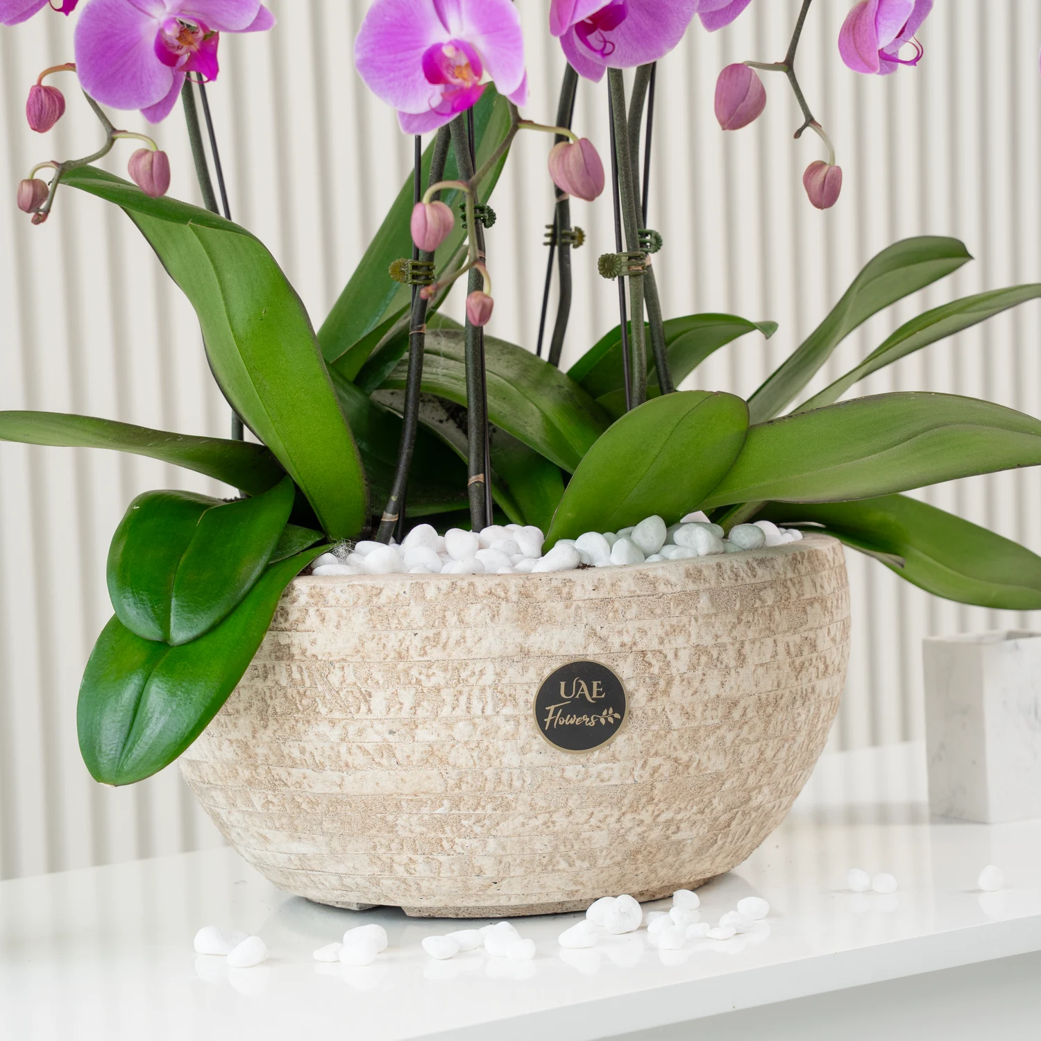 8 Royal Orchid Elegance