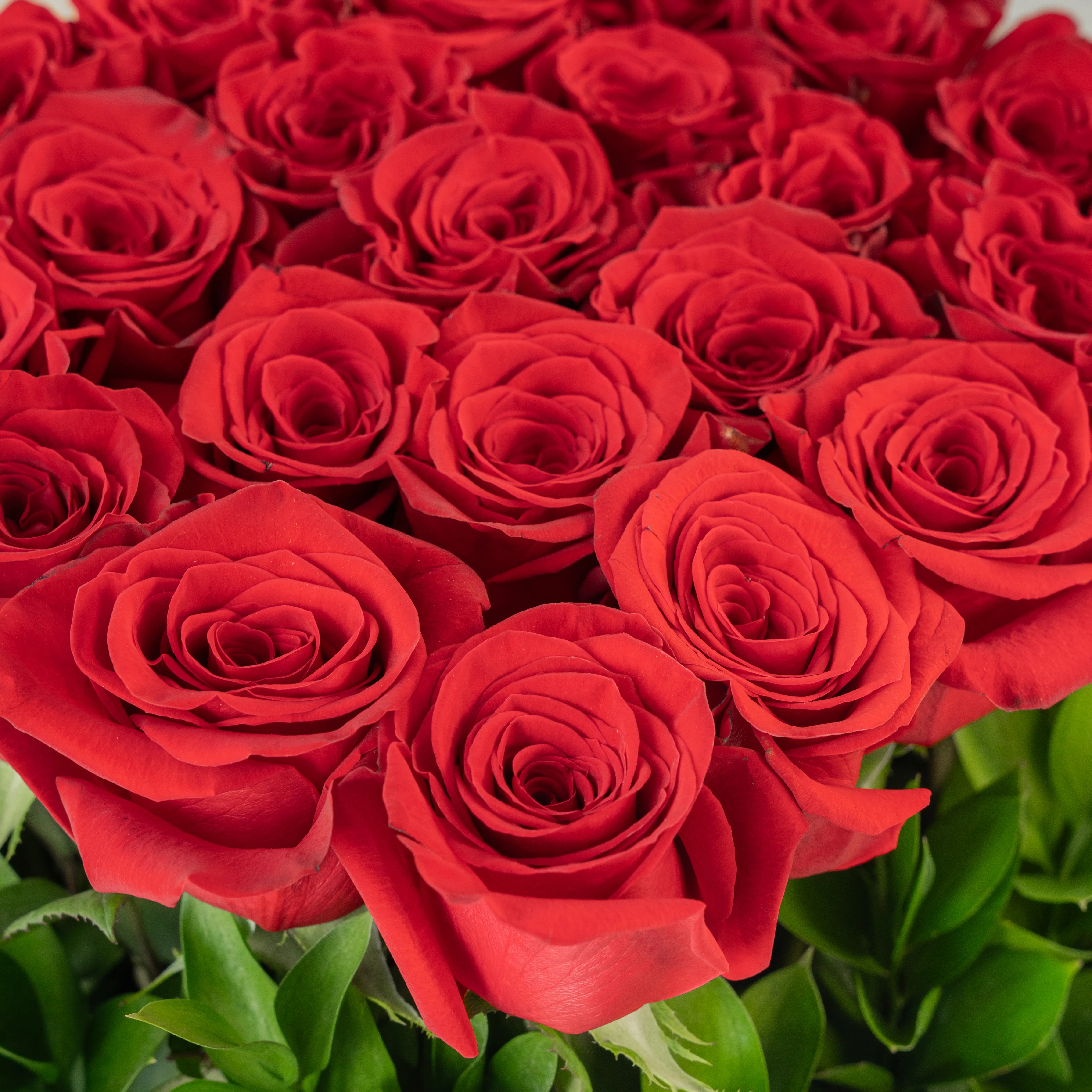 25 Red Roses in a Square Basket