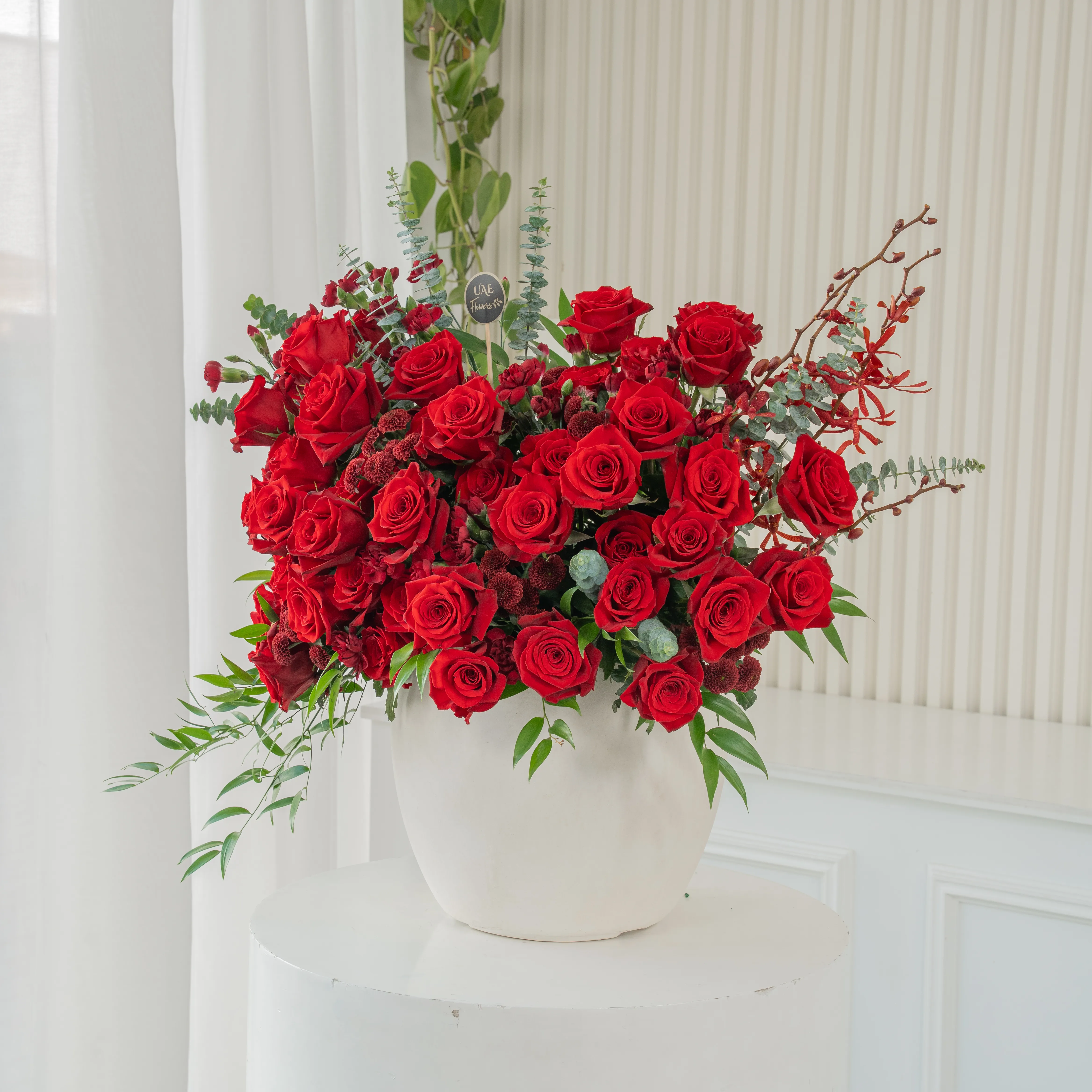 One-side arrangement of 50 red roses, 5 red spray carnations, 5 maroon button chrysanthemums & 4 Black Annie Orchids with green fillers in a ceramic vase.