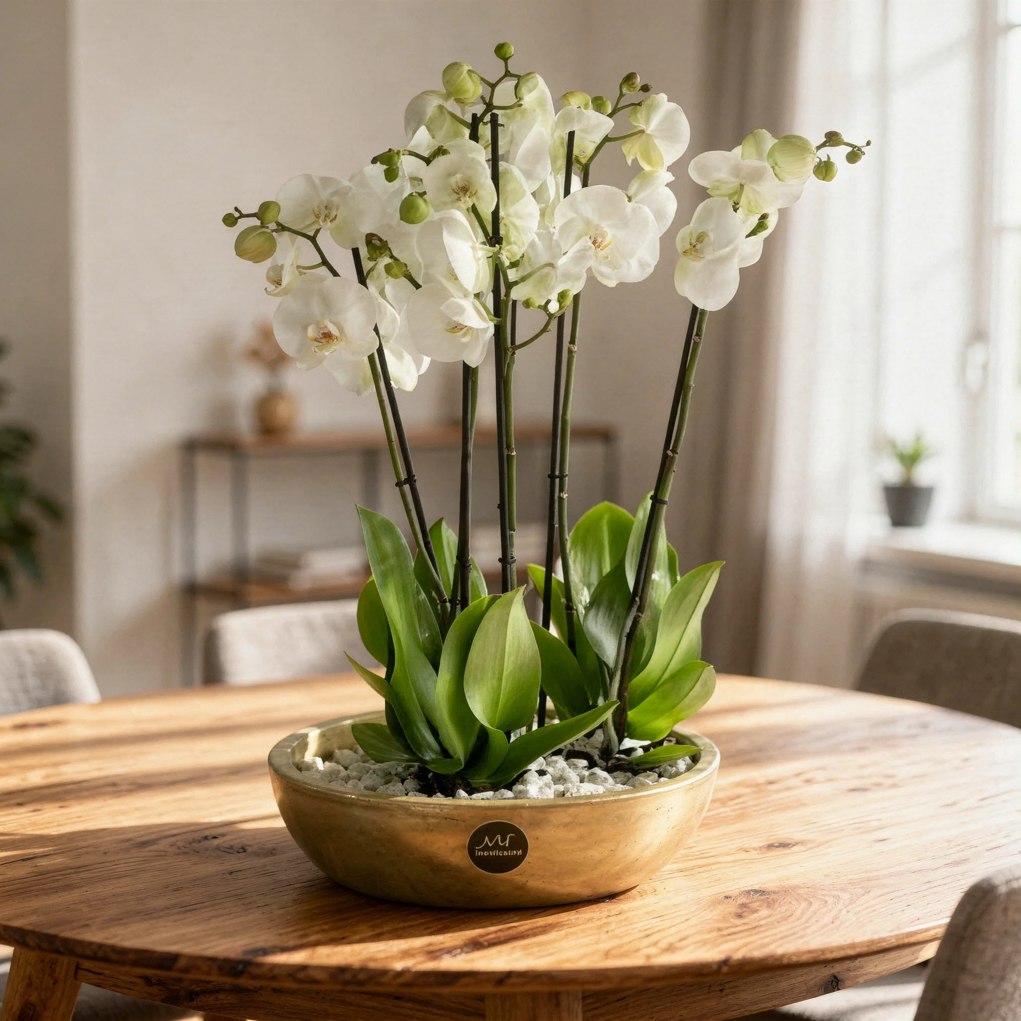 5-stem white phalaenopsis orchid plant in a golden pot, elegantly displayed.