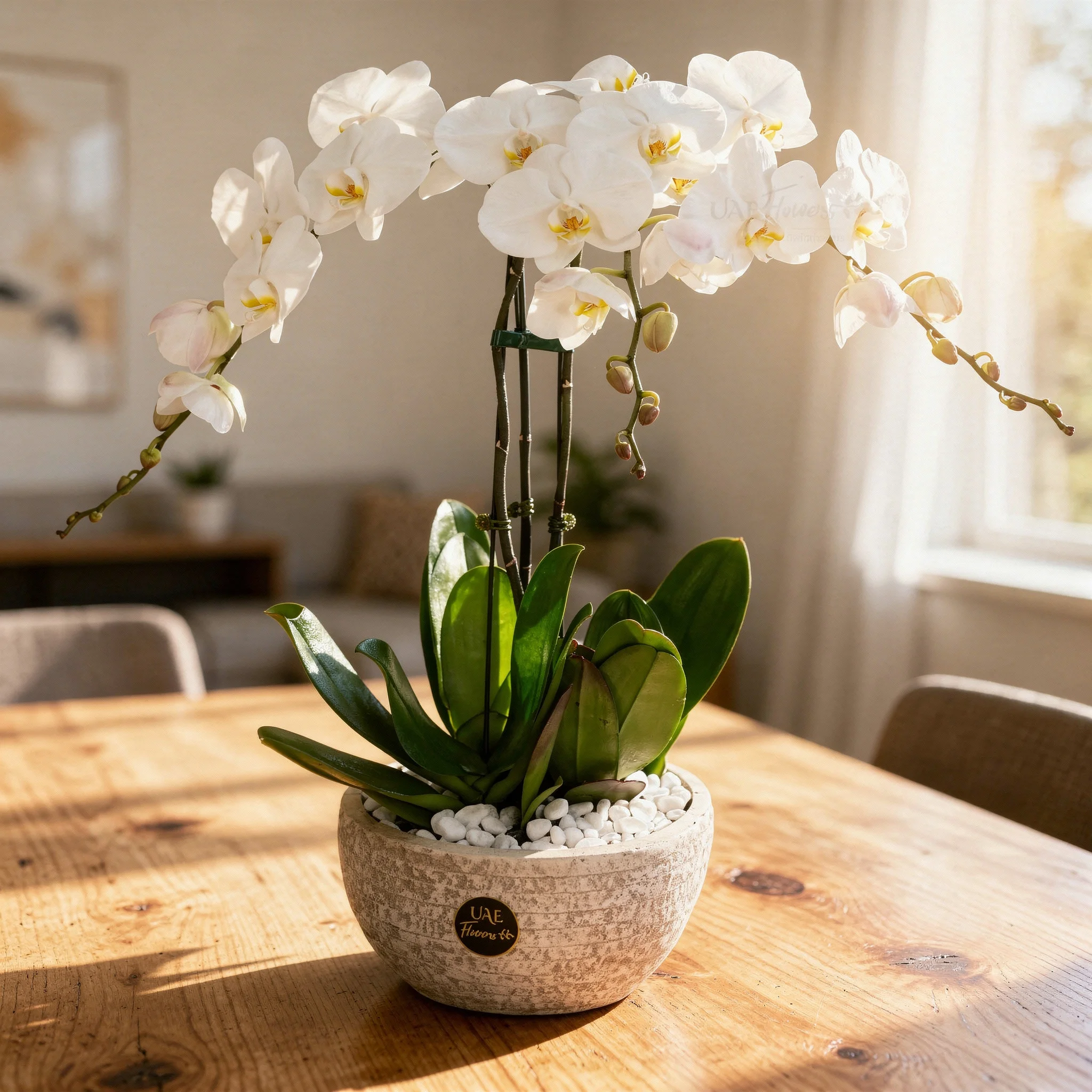 3 white phalaenopsis orchids in a white pot