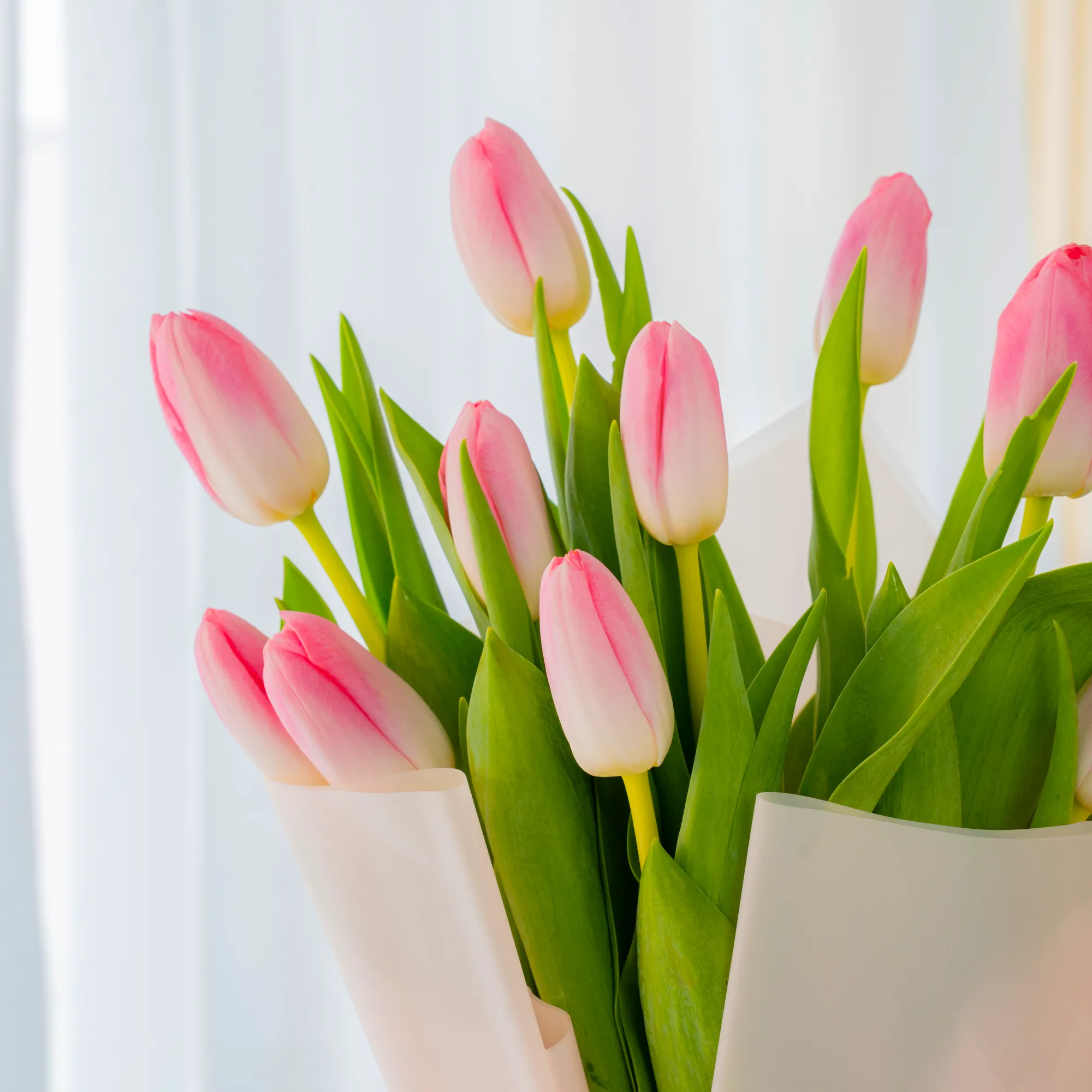 10 pink tulips is wrapped in stylish pink paper