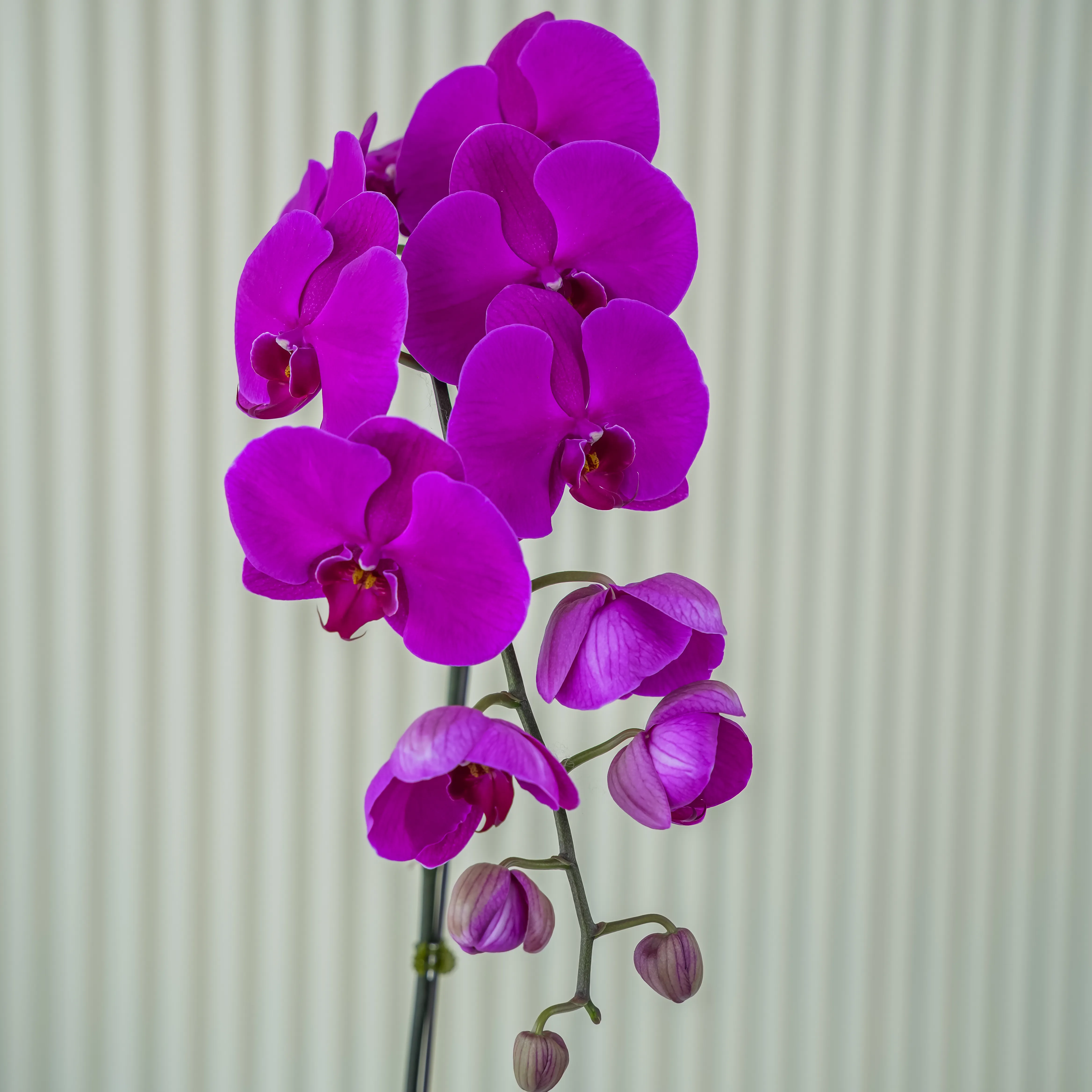 single-stem purple Phalaenopsis orchid plant