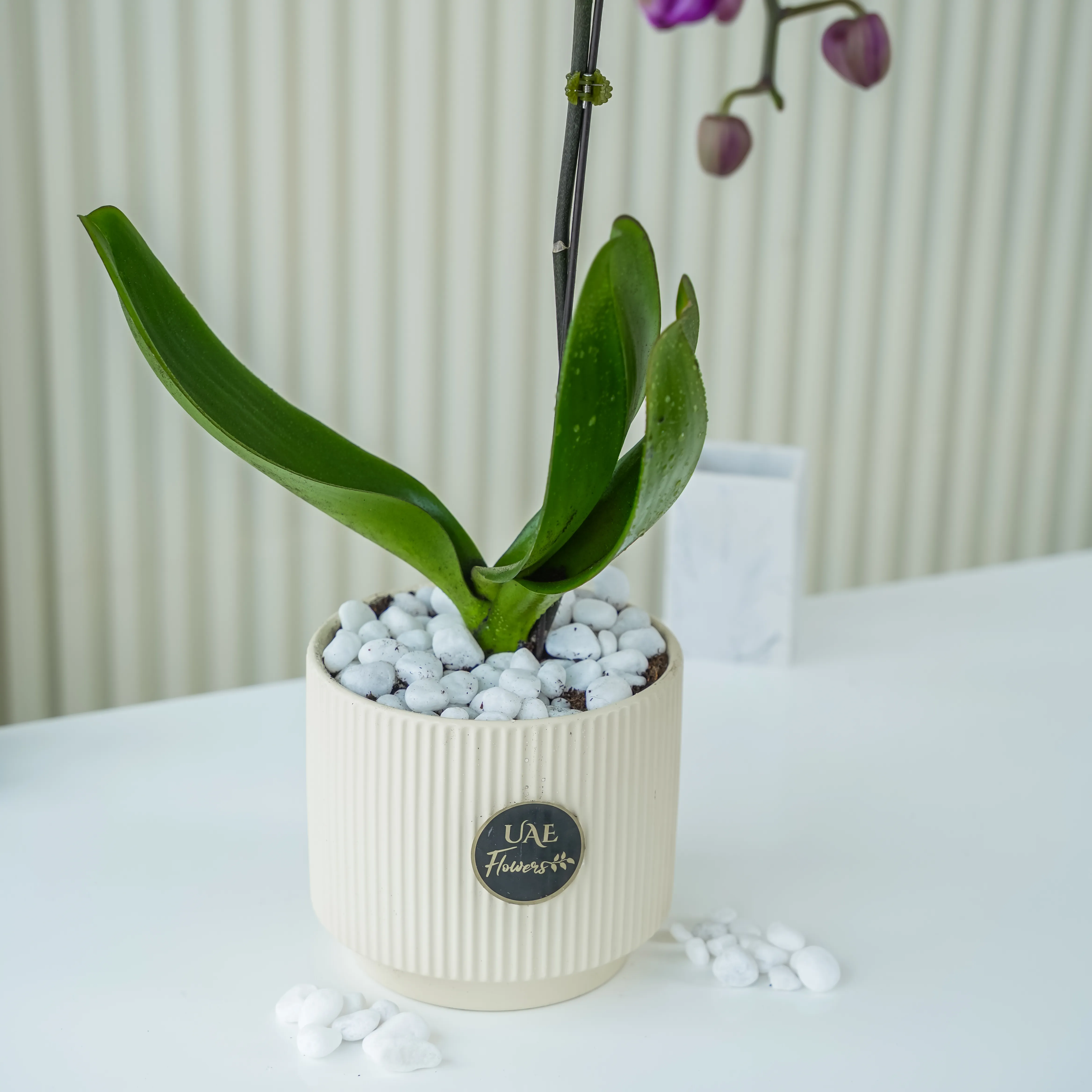 single-stem purple Phalaenopsis orchid plant