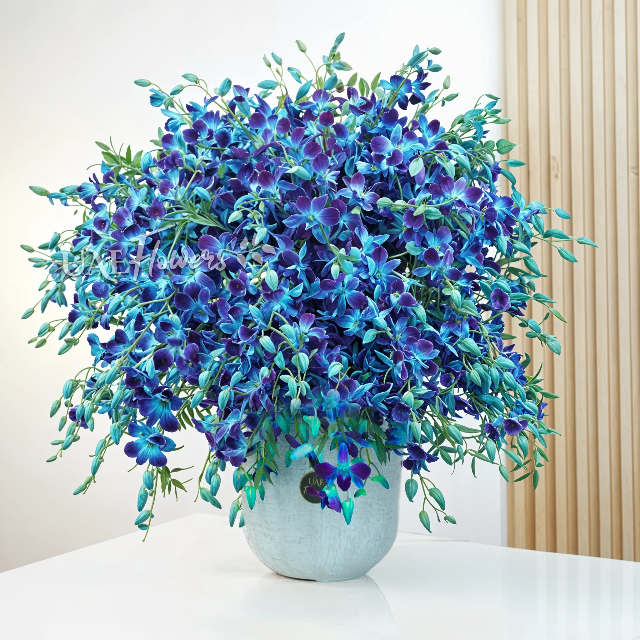 100 blue orchids with delicate fillers arranged in a pot