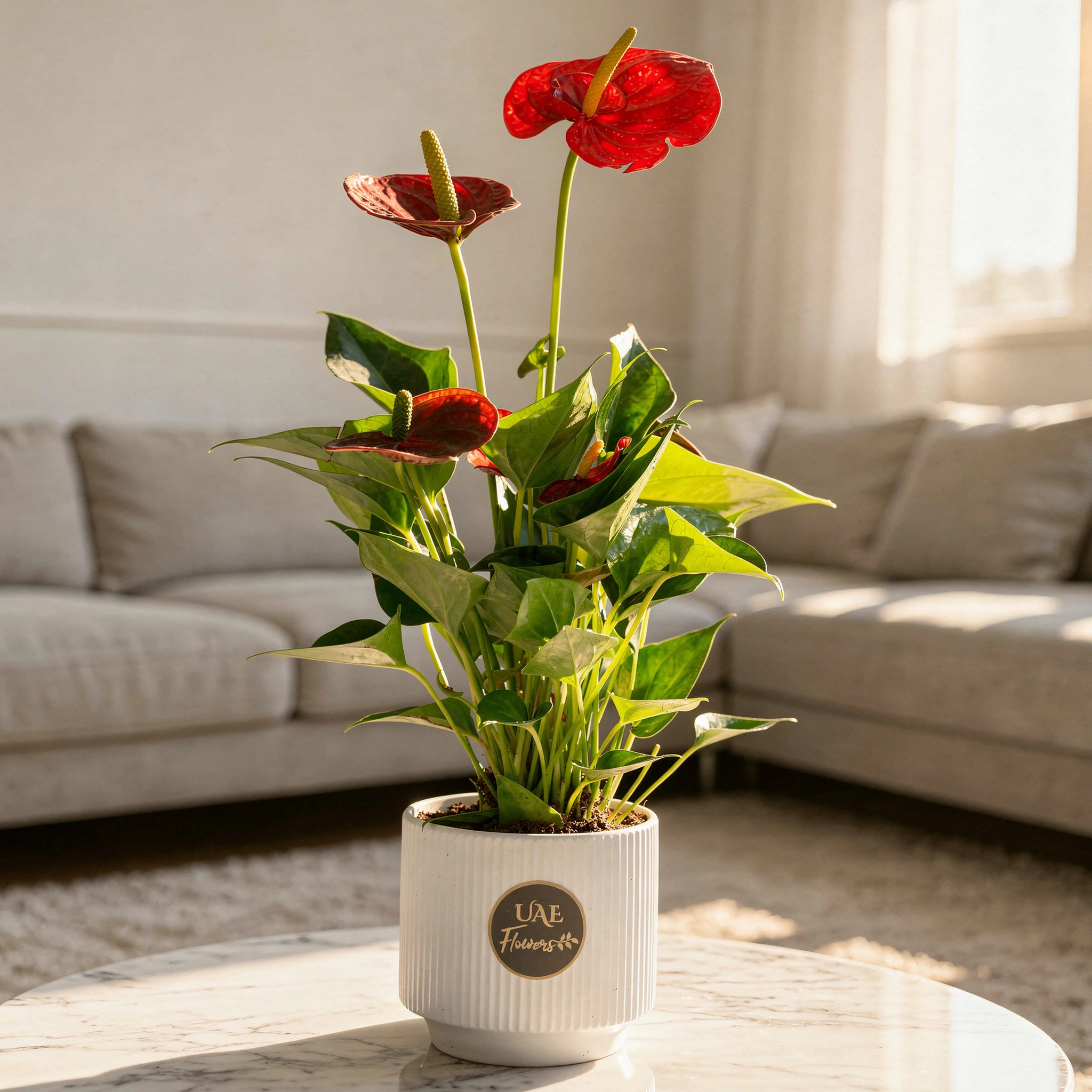 Anthurium Plant in Pot