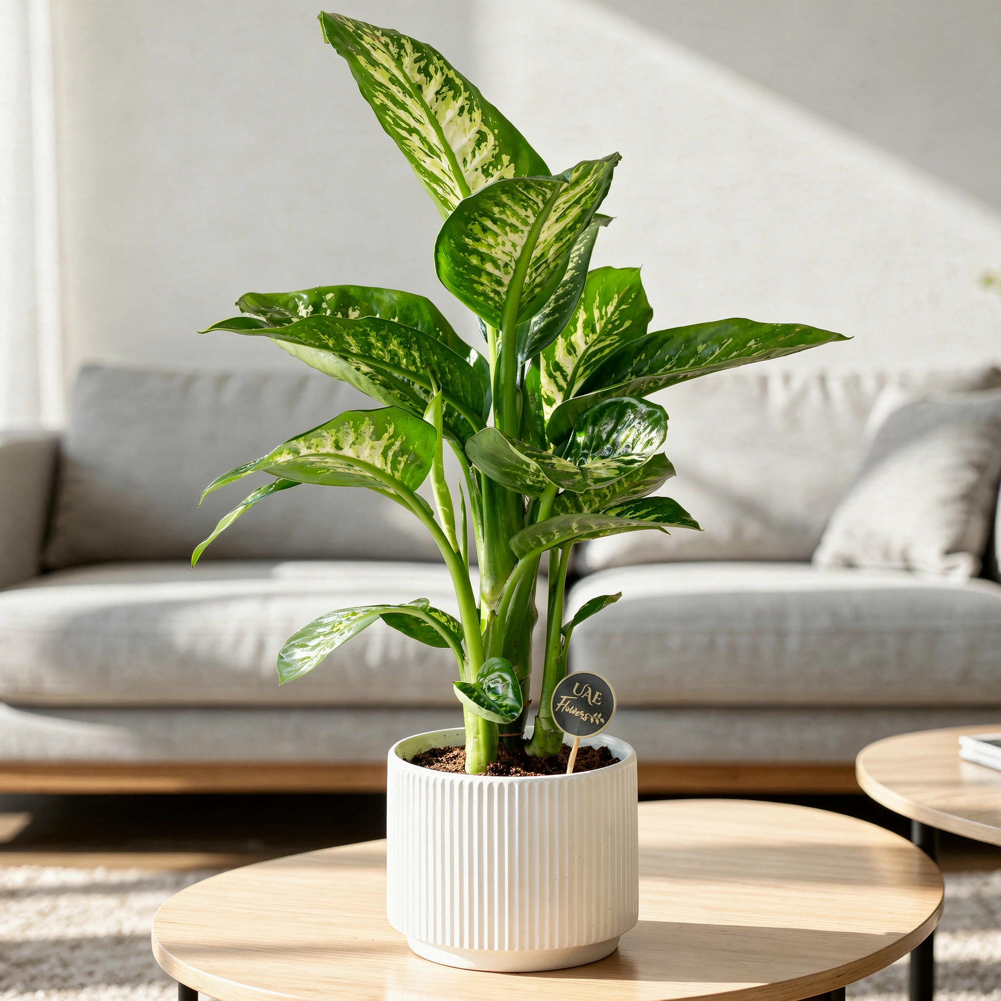 Dieffenbachia Plant in White Pot by UAE Flowers