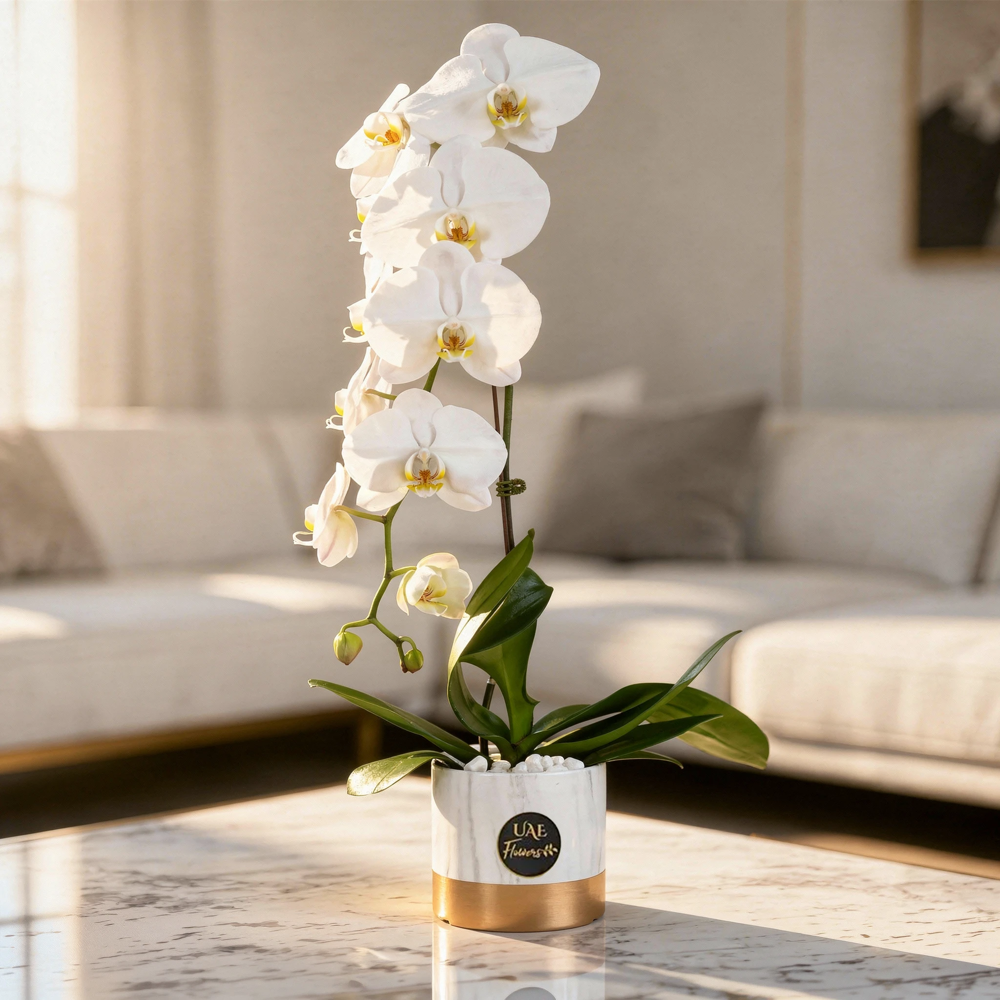 Single white phalaenopsis orchid stem in a sleek glass vase, approximately 70 cm tall.
