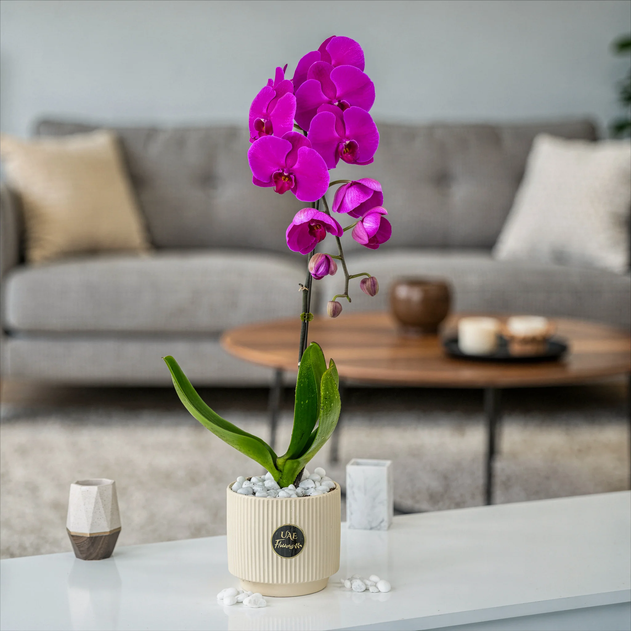 single-stem purple Phalaenopsis orchid plant