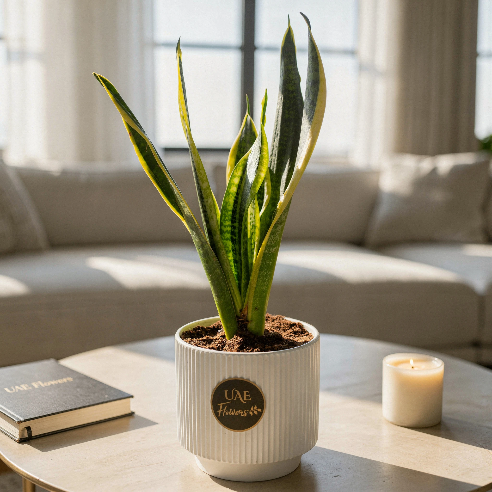A snake plant in a pot