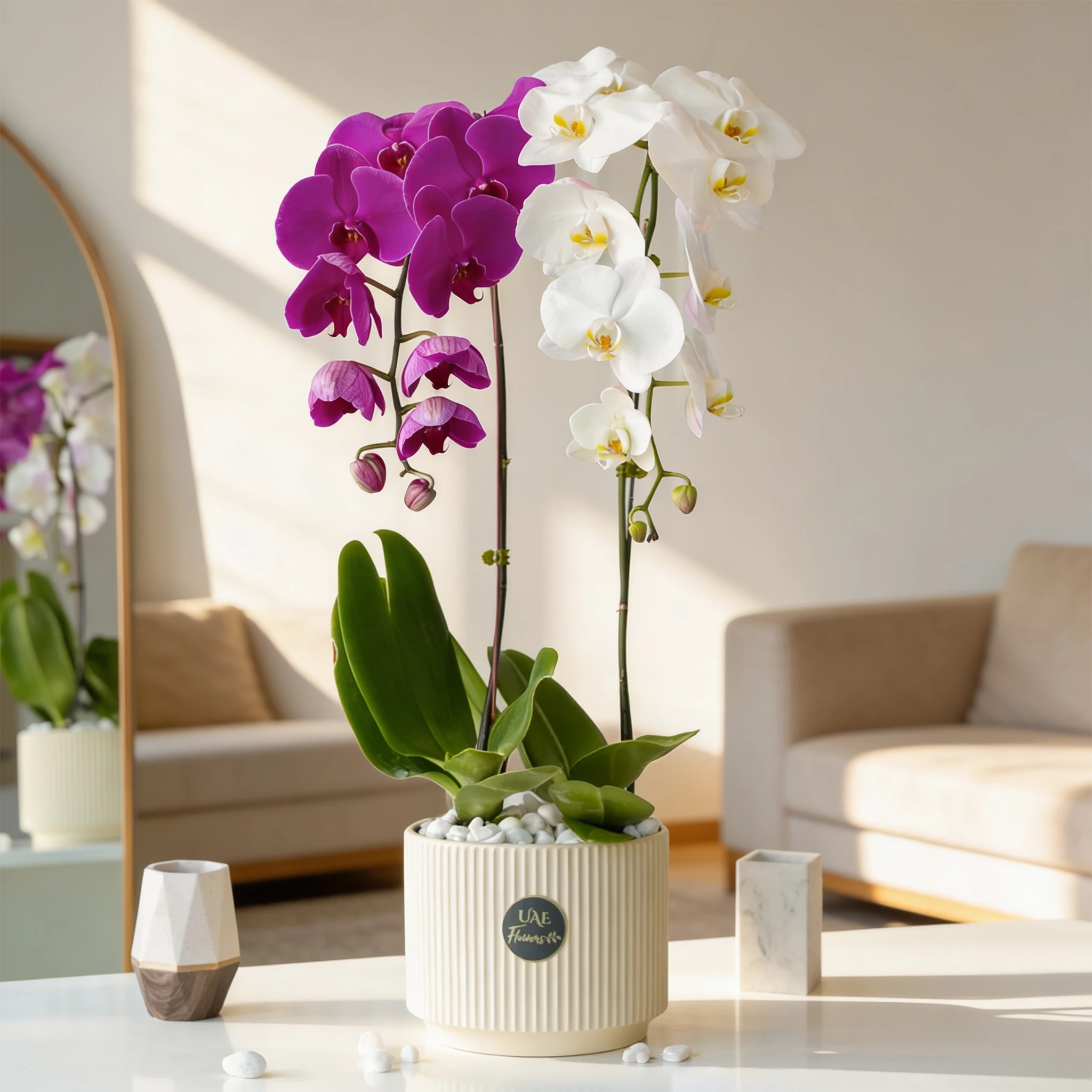 Twin Color Duo Phalaenopsis Plant