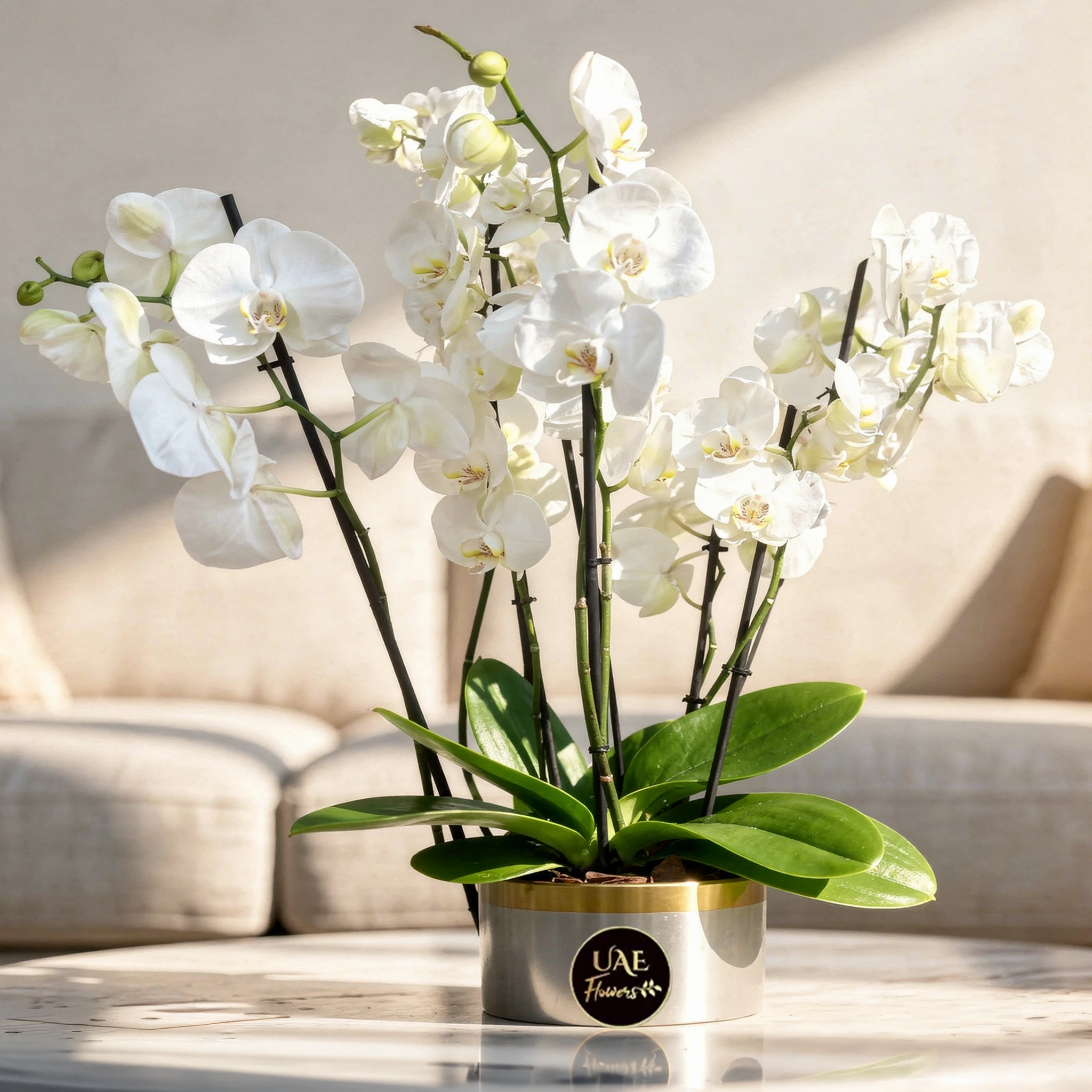 6 white phalaenopsis orchid plants in a white pot