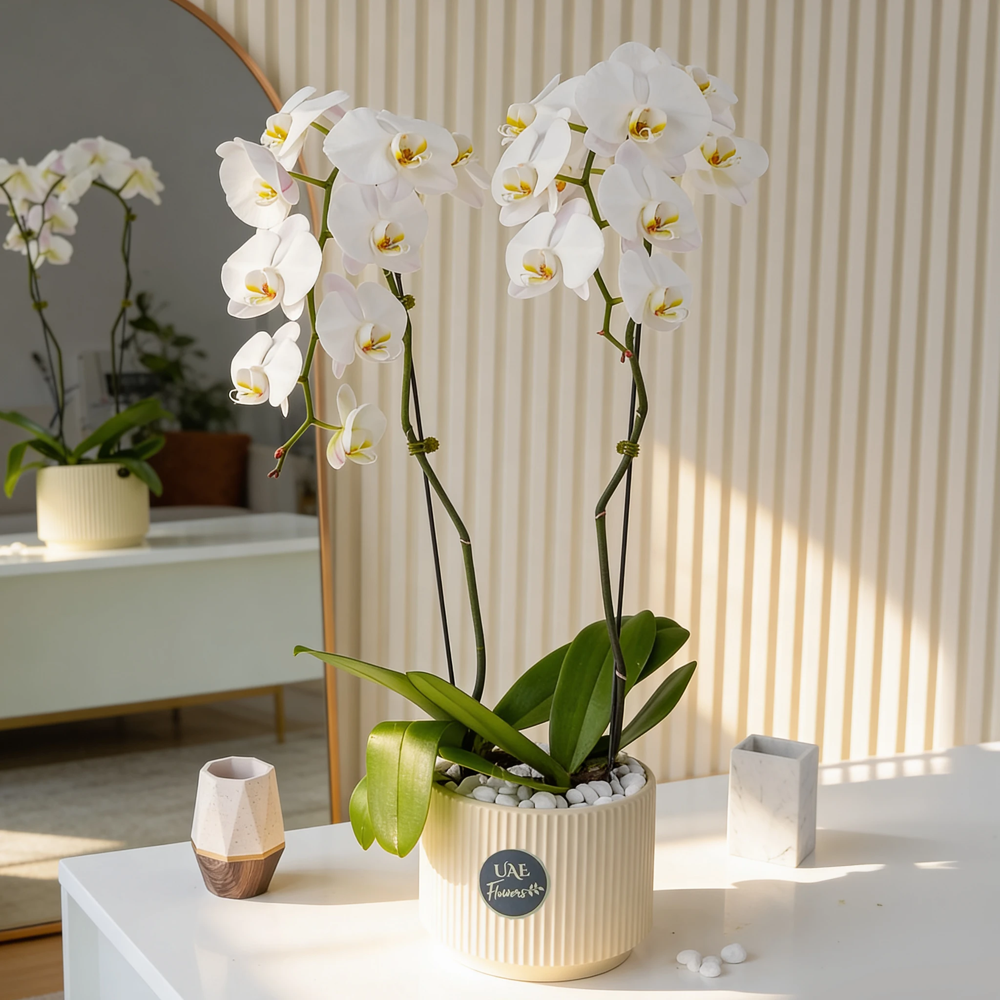 2 white phalaenopsis orchids plants in a black pot
