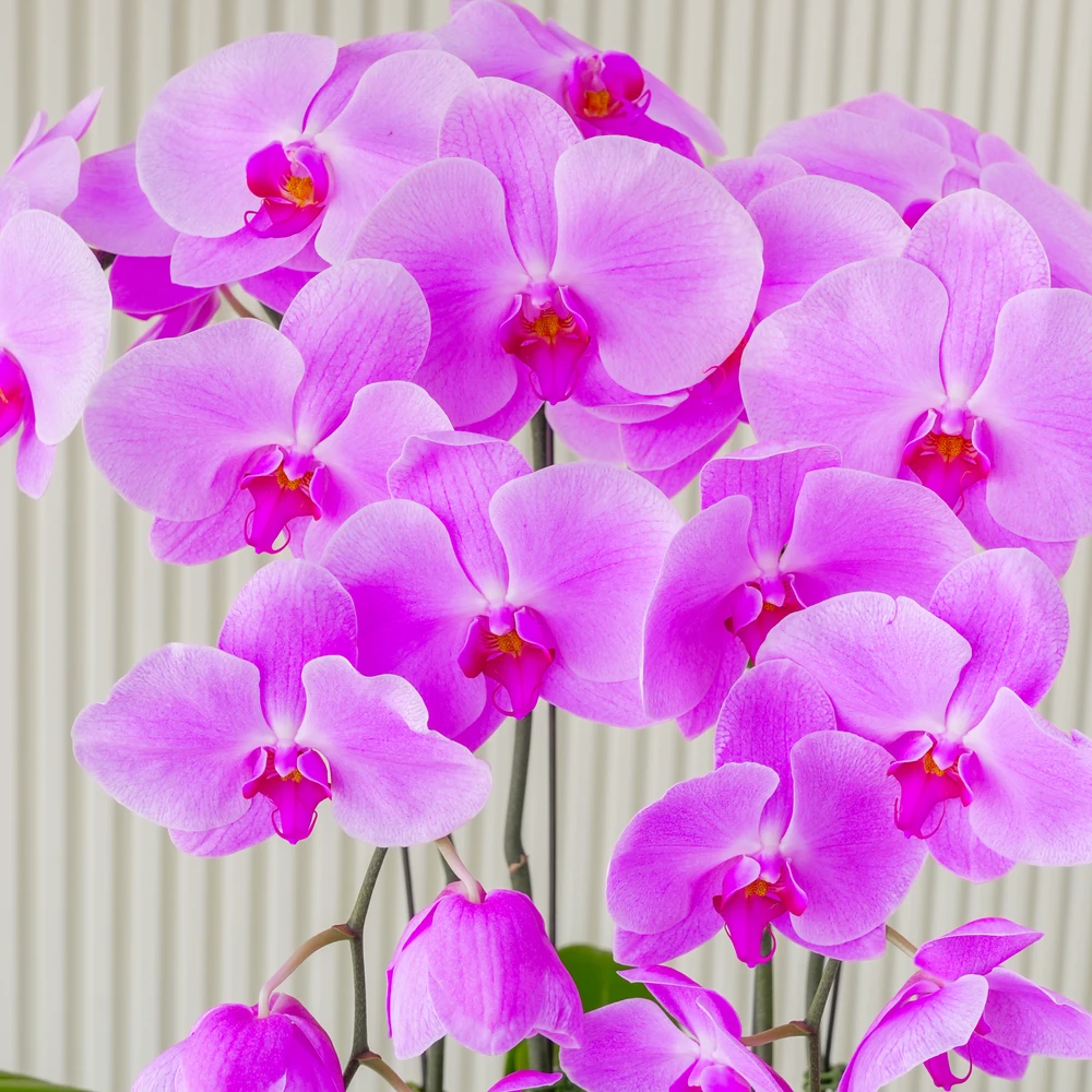 2 dark pink phalaenopsis orchid plants in a white pot