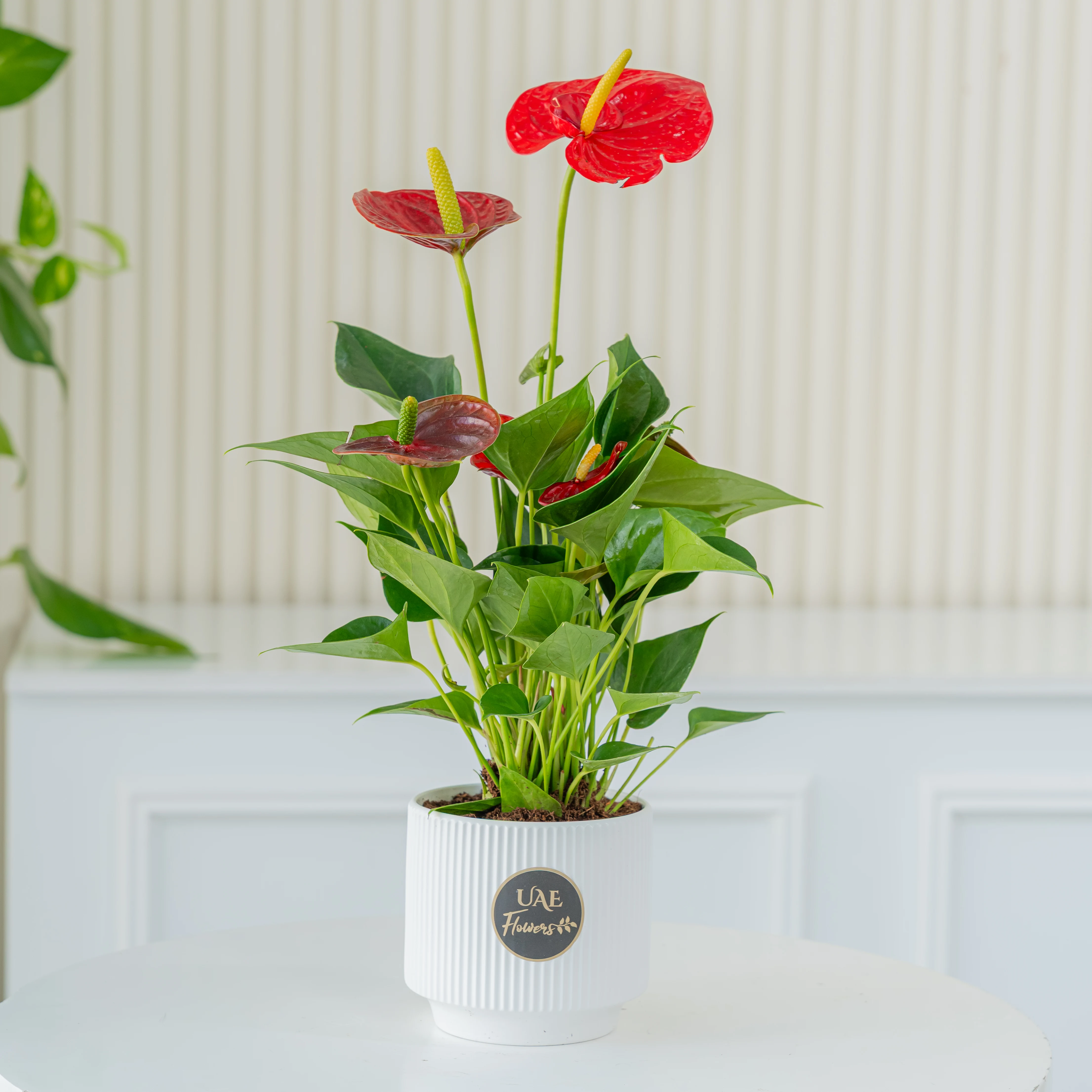 Anthurium Plant in Pot