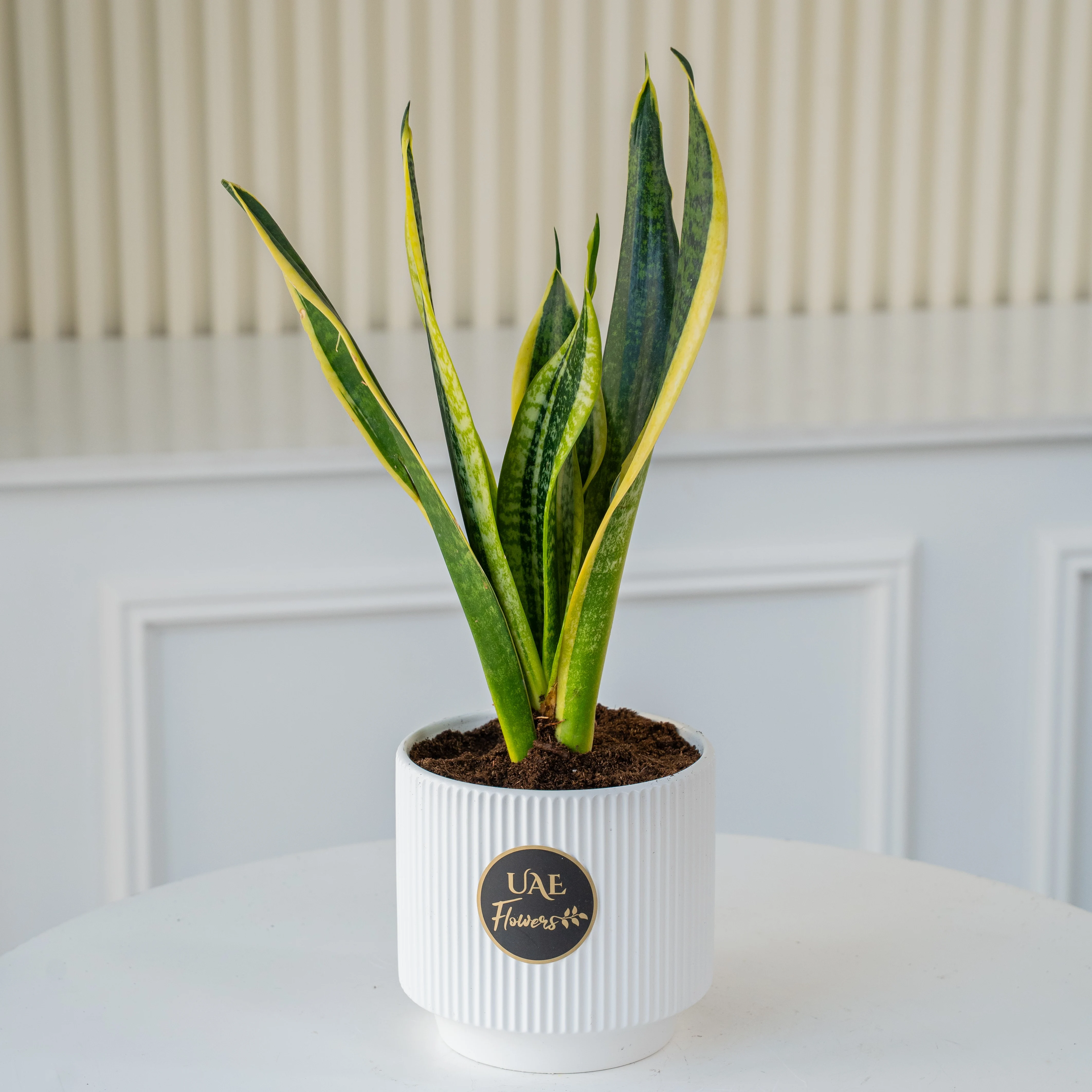 A snake plant in a pot