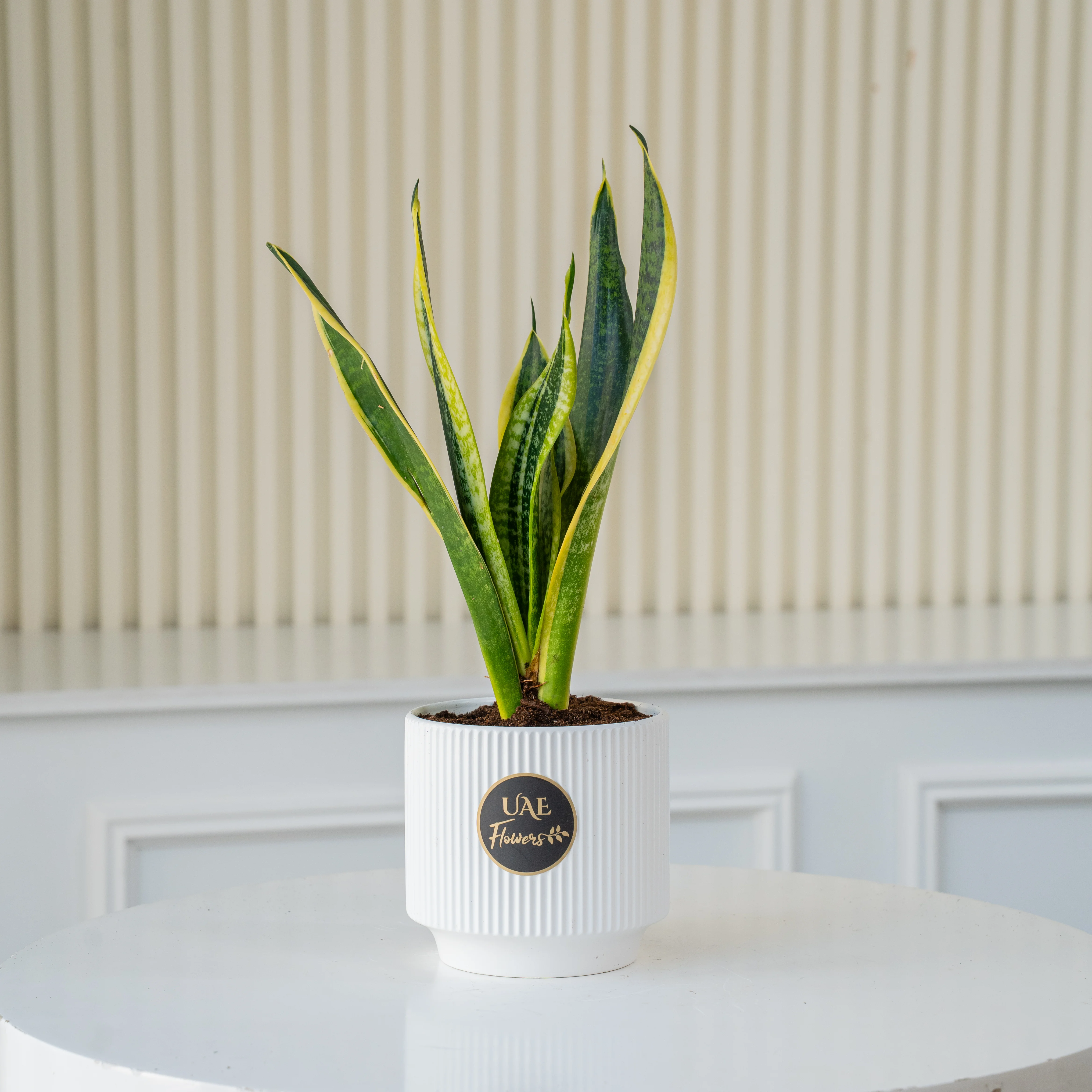 A snake plant in a pot